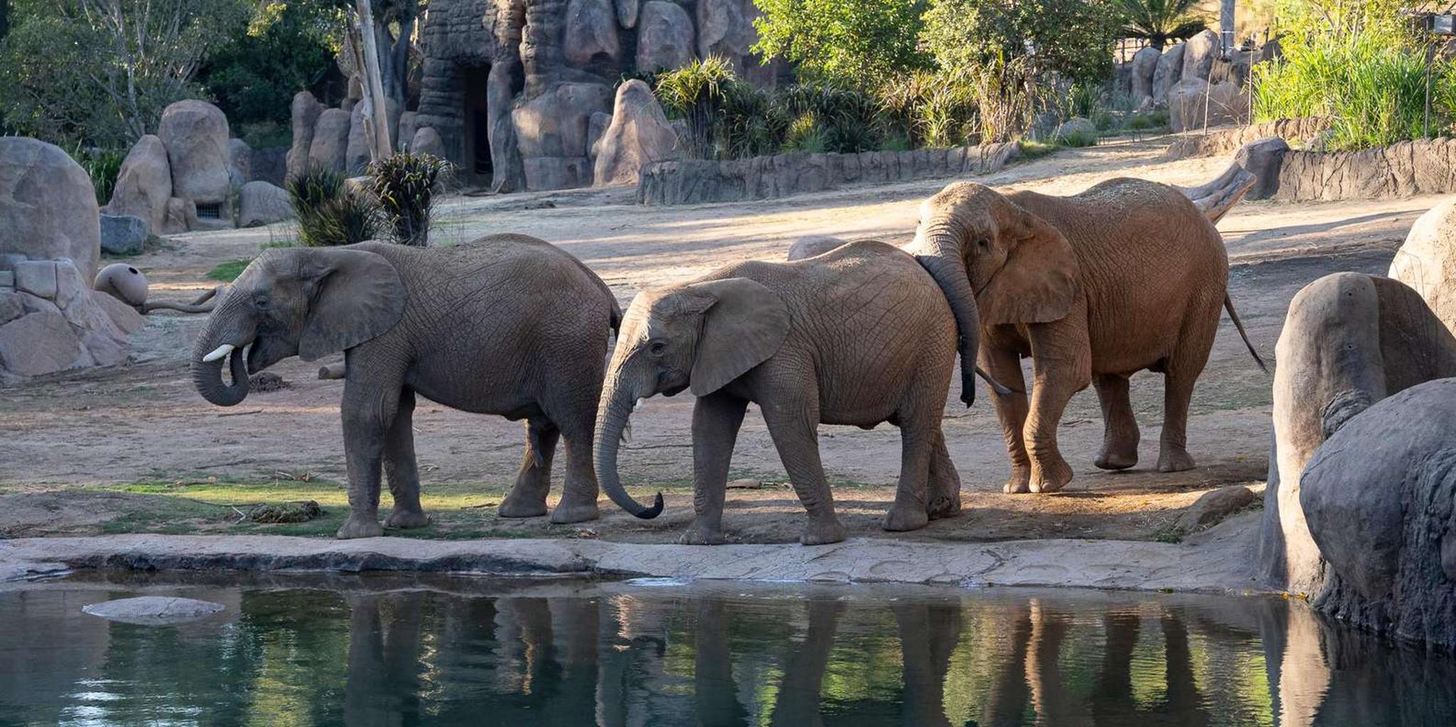 San Diego Zoo Admission Ticket - Image 6