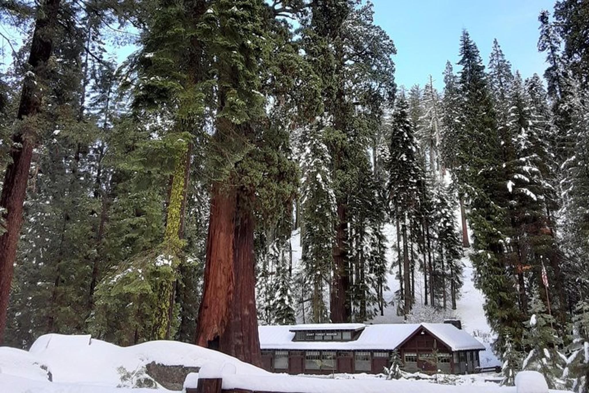 Sequoia National Park Snowshoe Adventure - Image 3