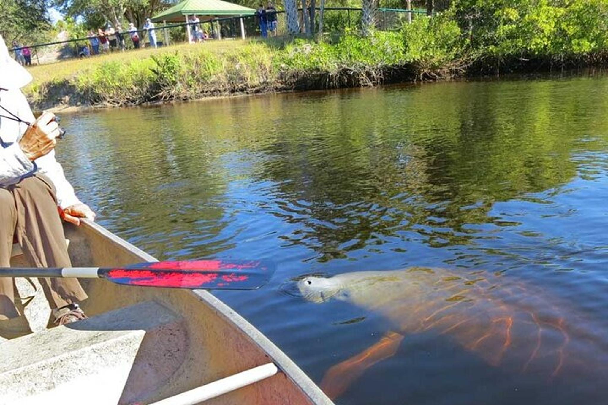 Crystal River Manatee Kayak Encounter - Image 4