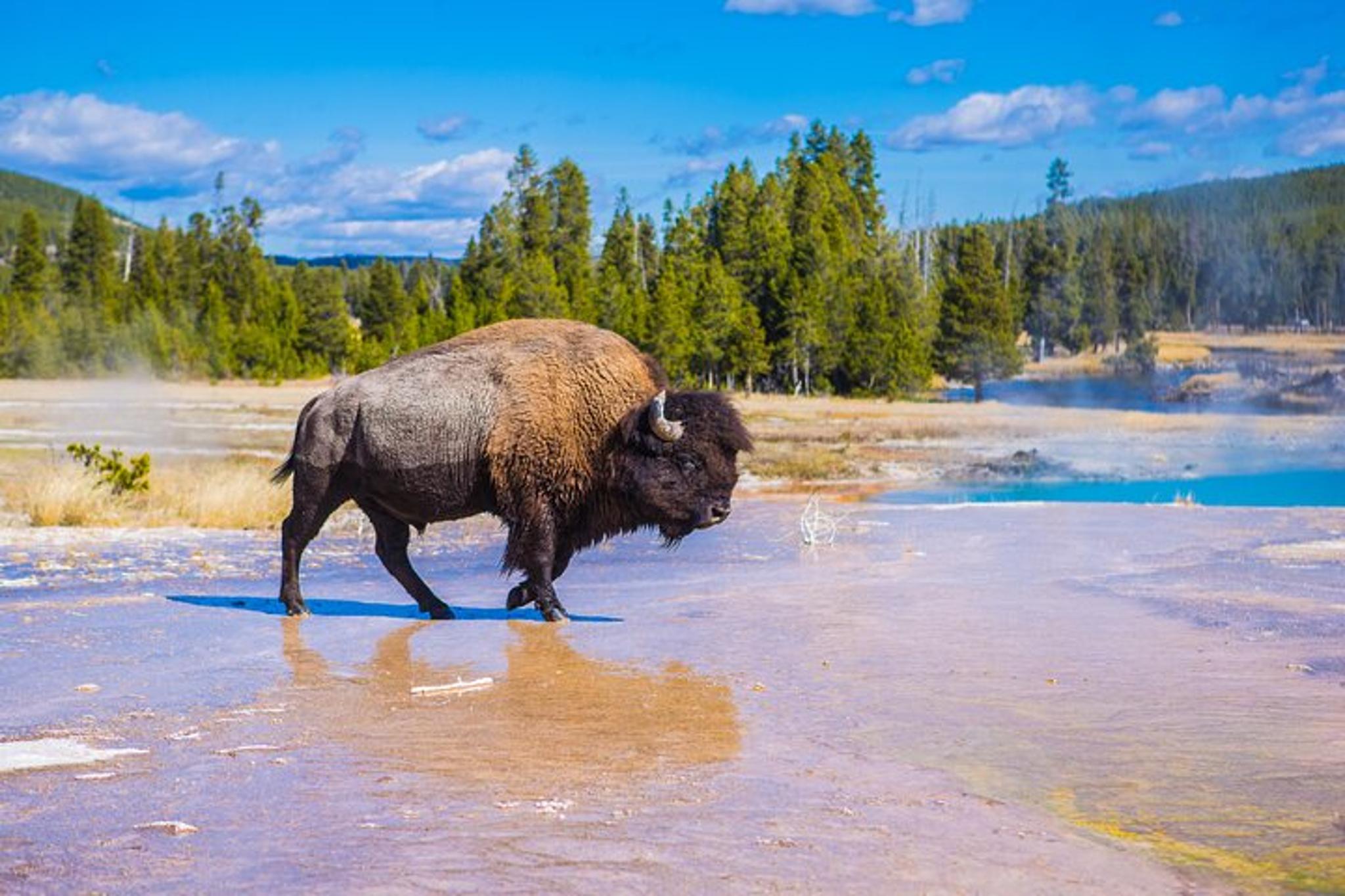 Bozeman Yellowstone Tour Upper & Lower Loop 2 Days - Image 2