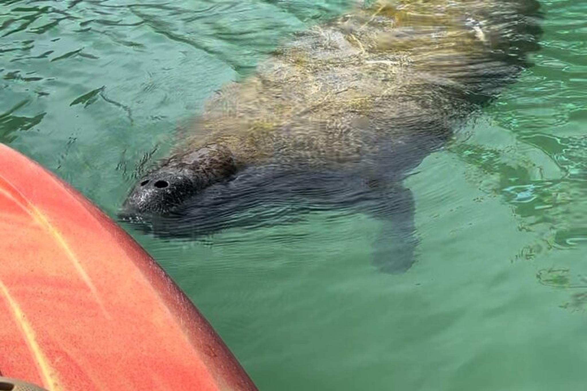 Anna Maria Island Manatee Kayak Tour 2 hr