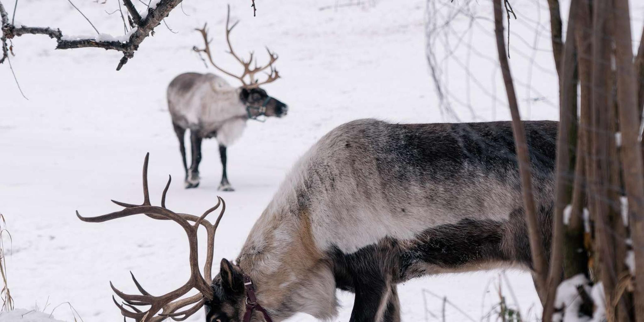 Fairbanks Reindeer Walk with Transportation 4 hr - Image 3