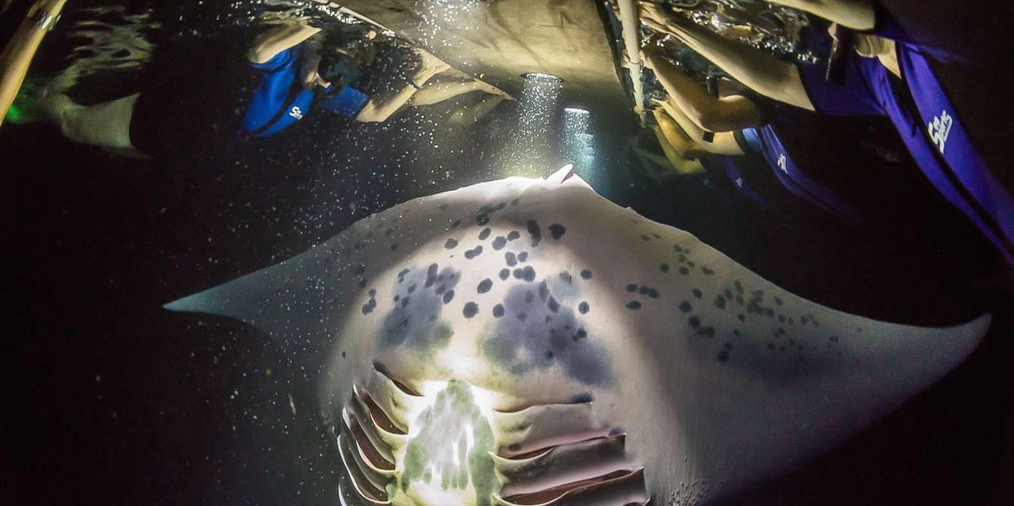 Big Island Night Manta Ray Snorkel
