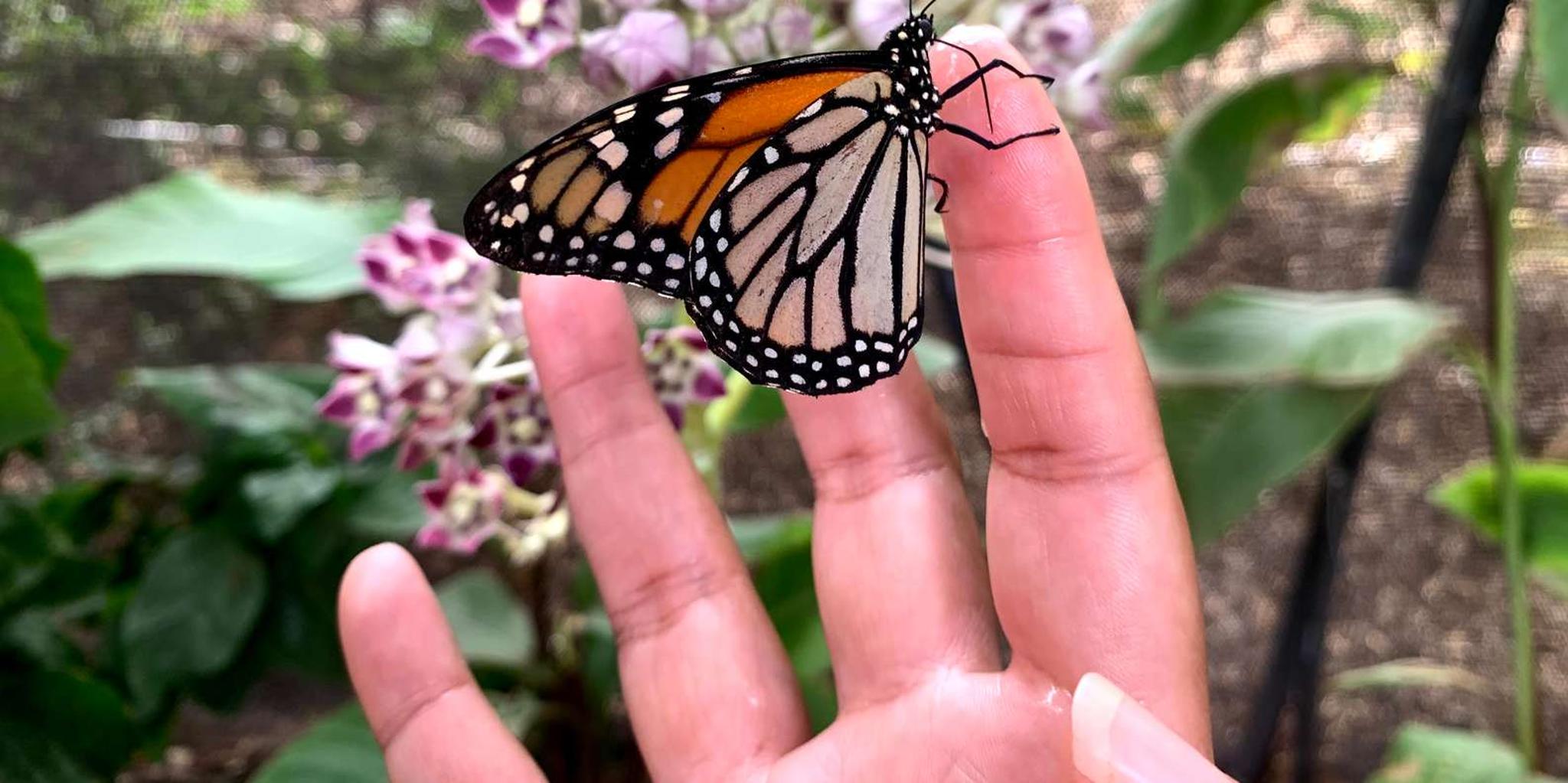 Maui Butterfly Farm Tour - Image 2