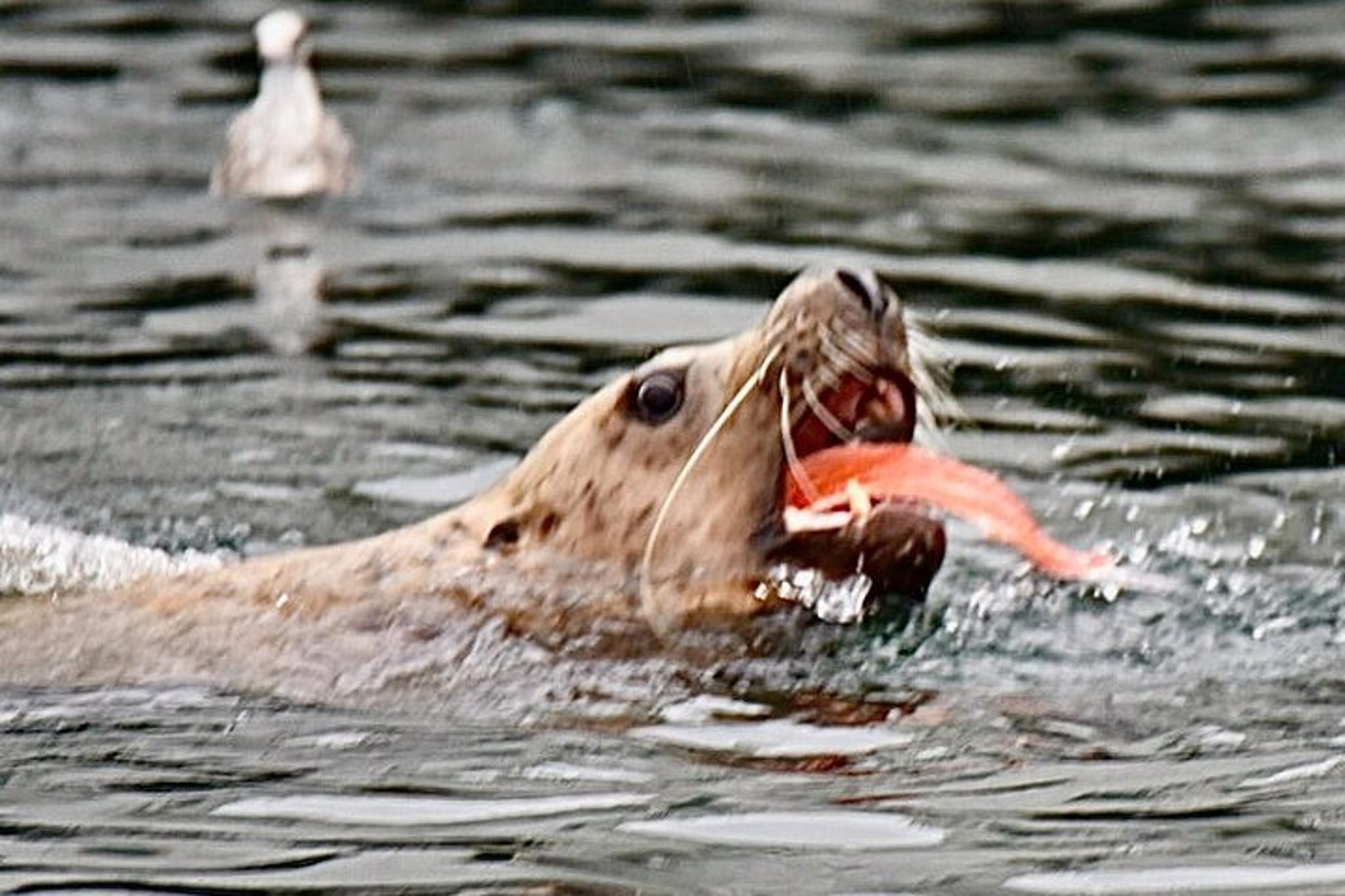 Ketchikan Alaskan Wildlife & Scenery Tour - Image 5