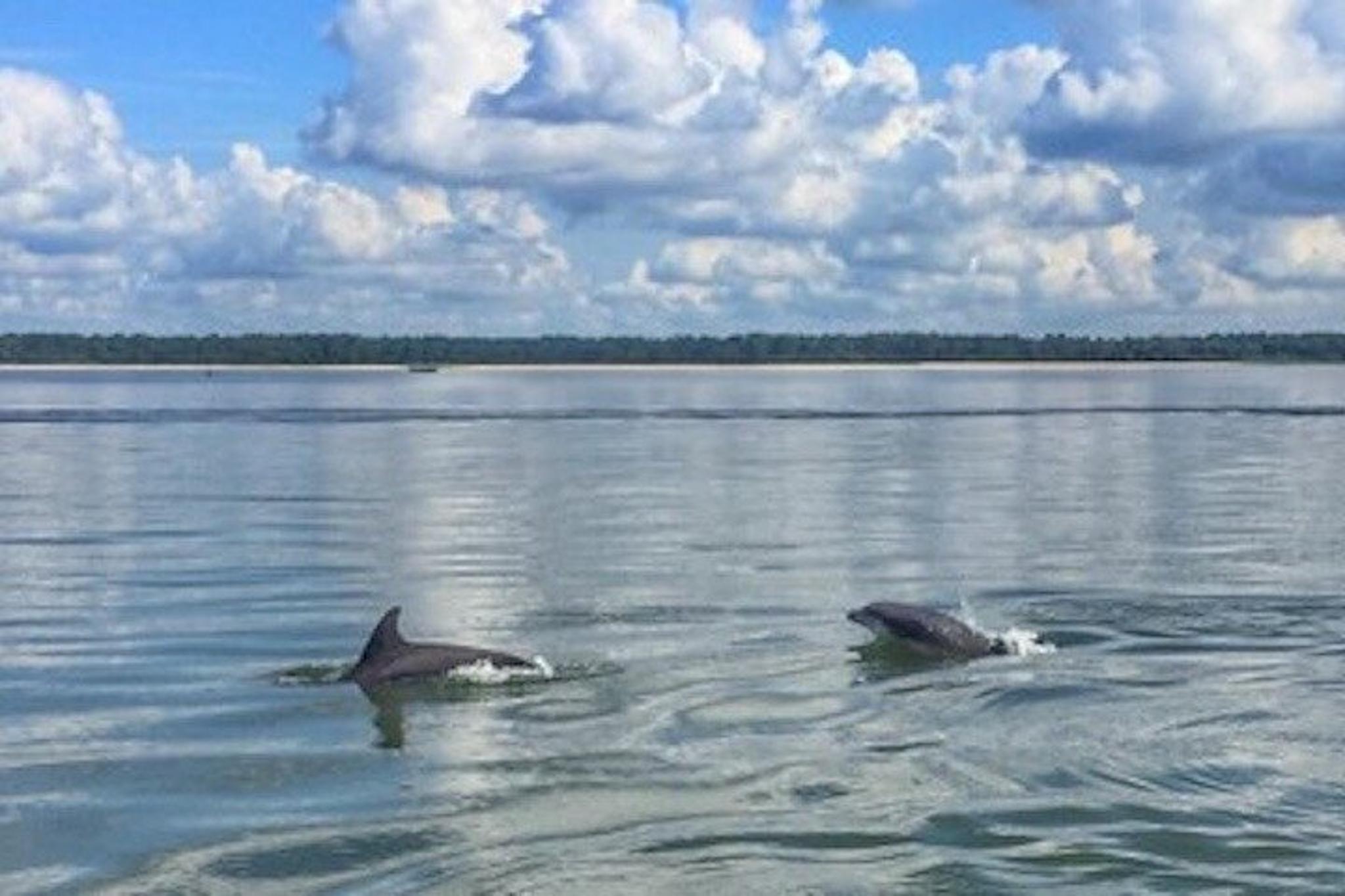 Hilton Head Dolphin Tour at Disappearing Island 2 hr - Image 3