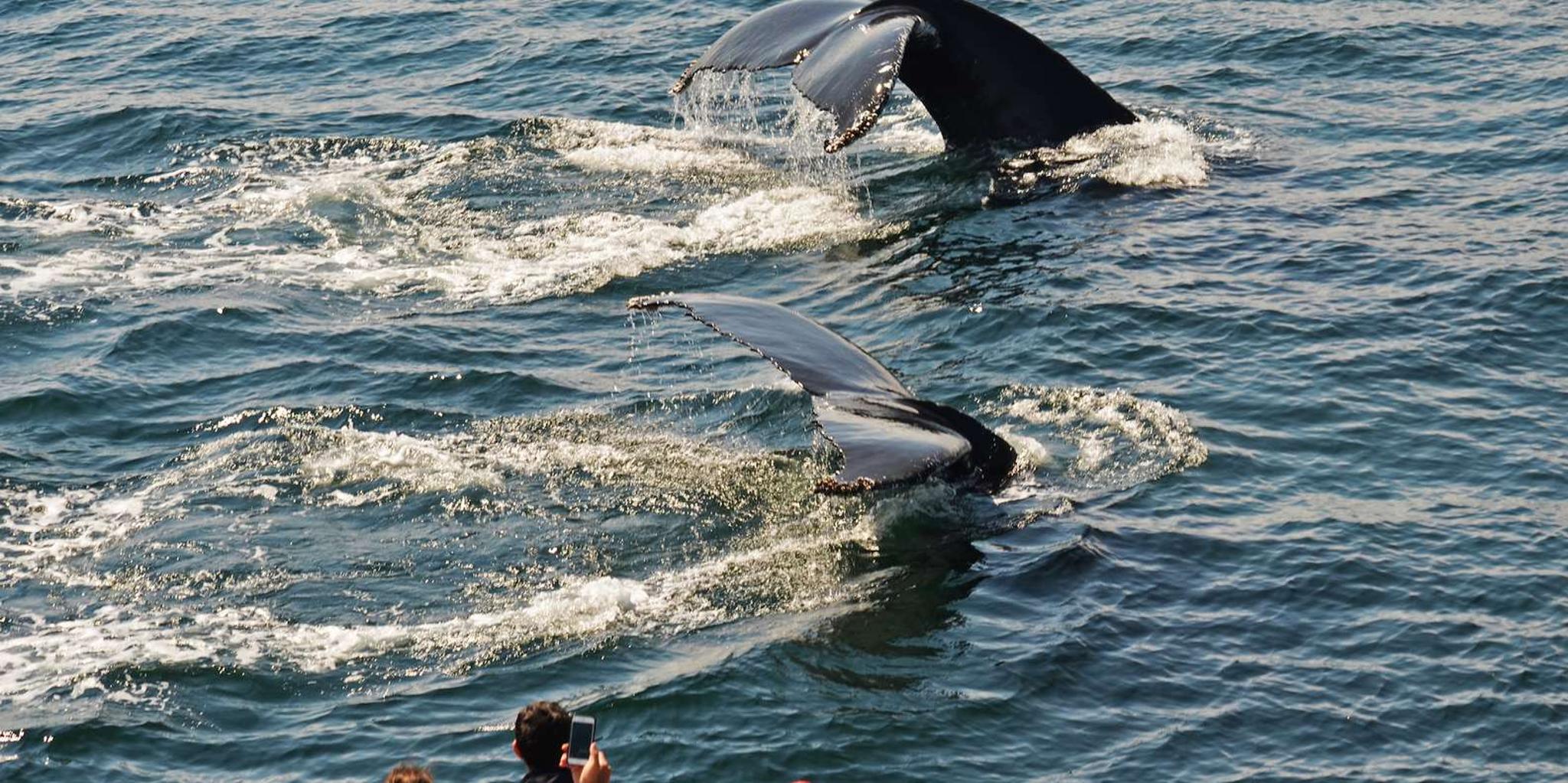 Boston Whale Watching Cruise by High-Speed Boat - Image 4