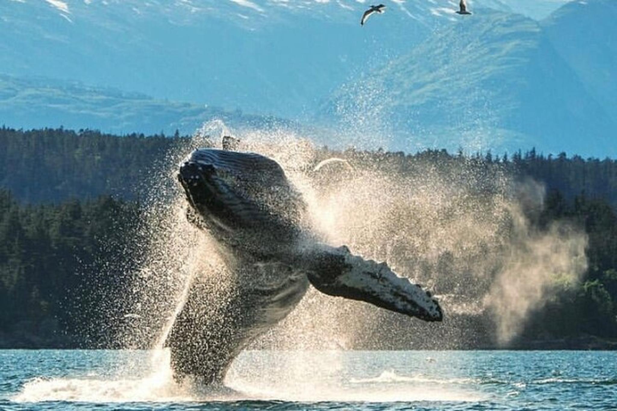 Ketchikan Private Wildlife Tour 4 hr - Image 2