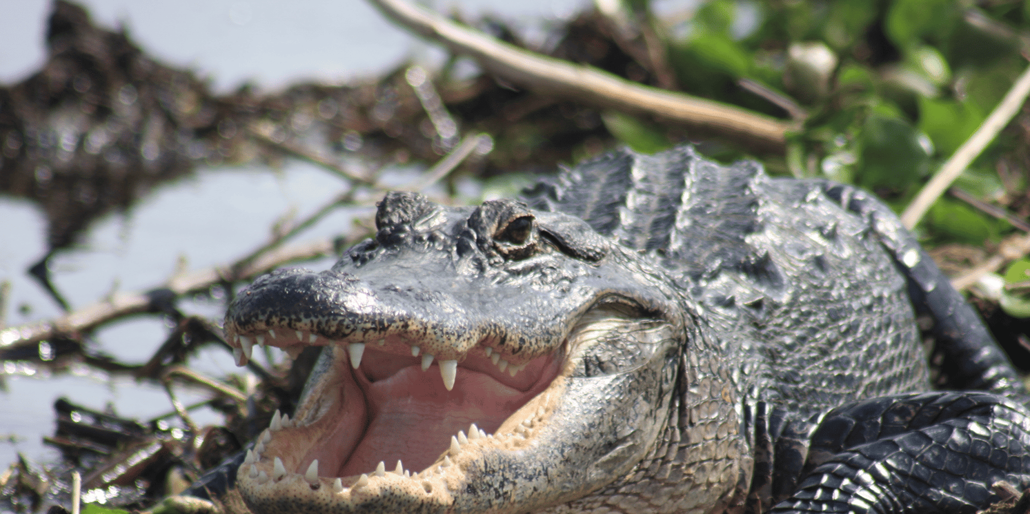 Everglades Day Safari from Fort Myers