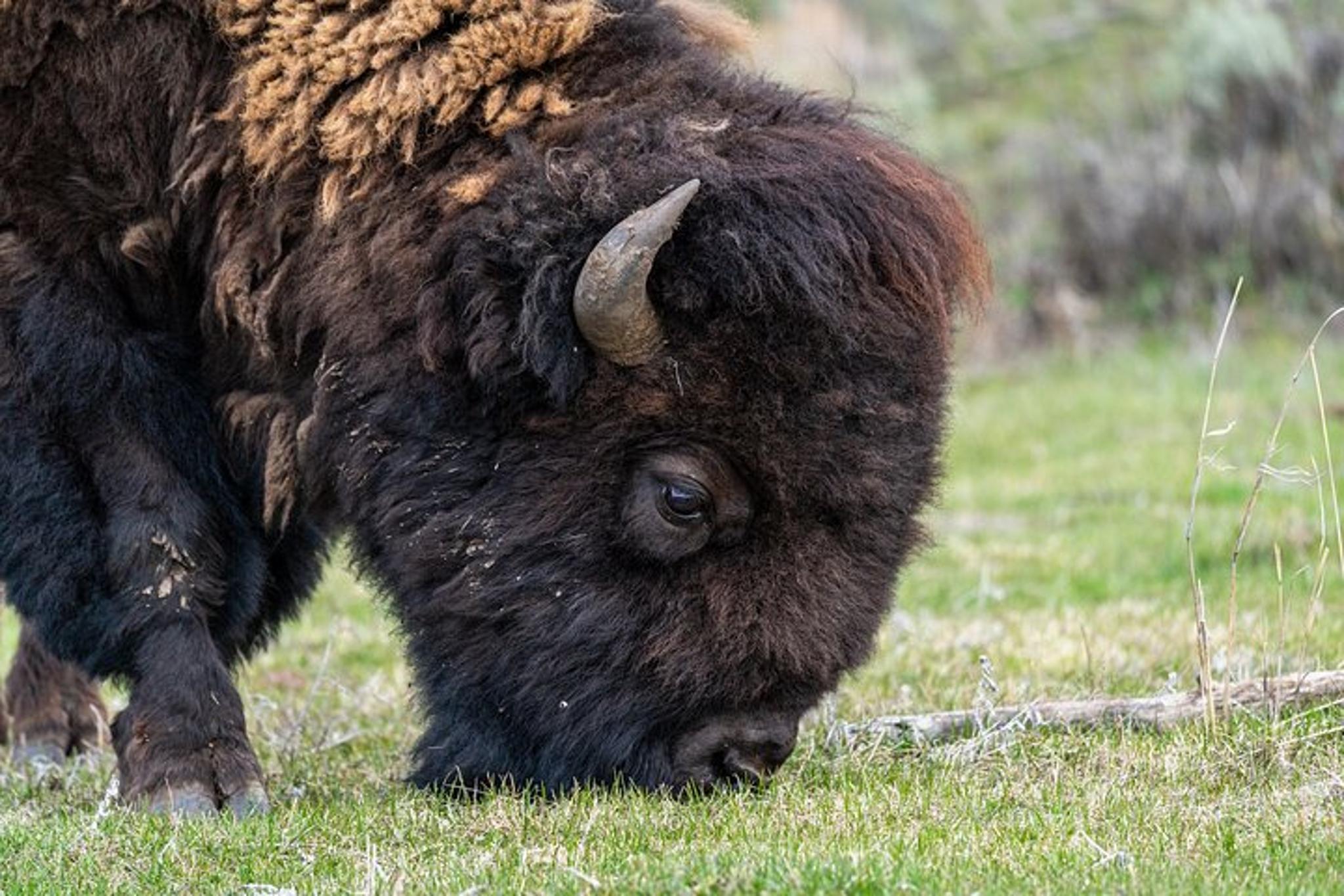 Yellowstone Wildlife Photography Tour - Image 6