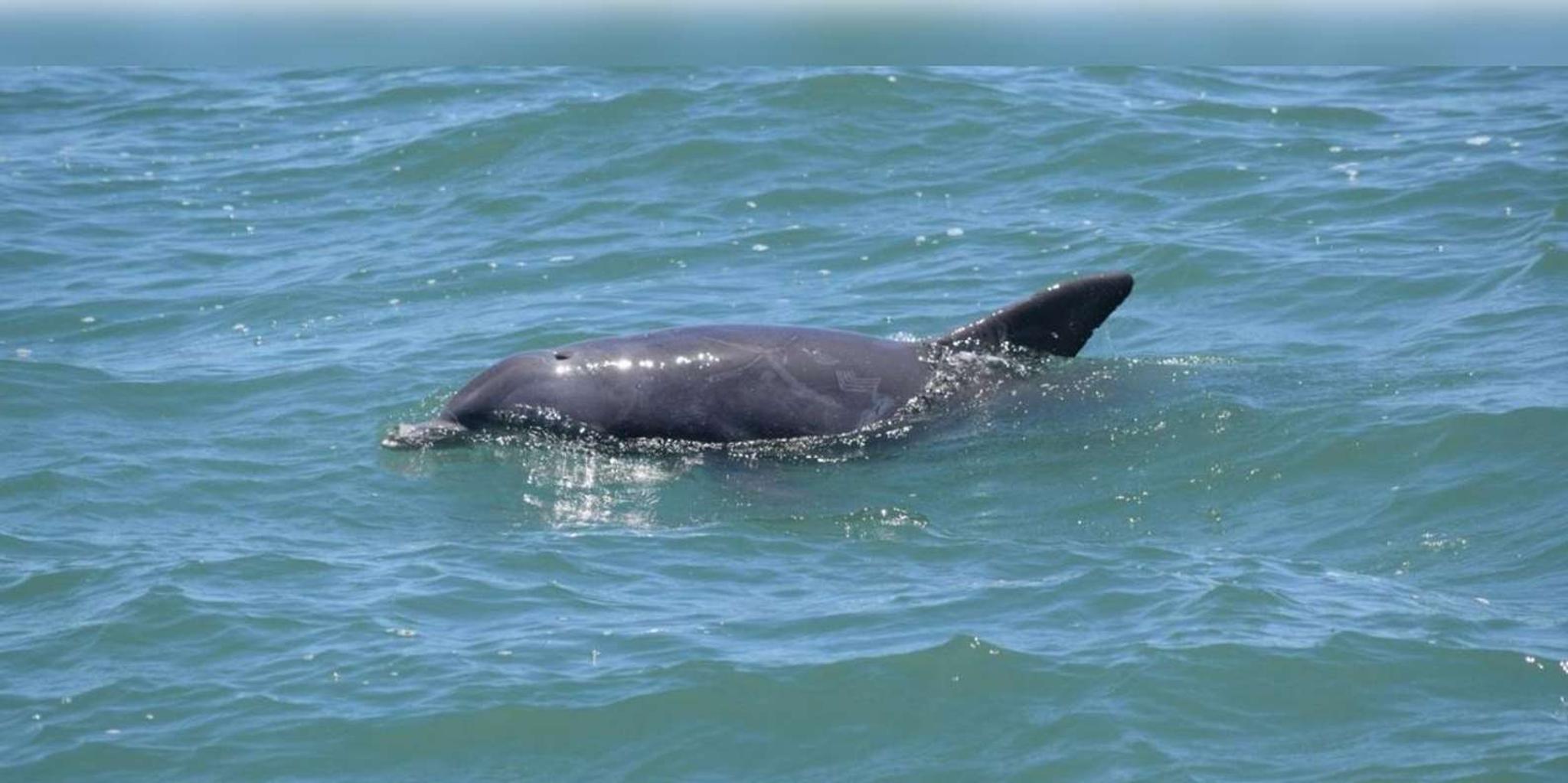Myrtle Beach Dolphin Cruise on the Sea Thunder - Image 5