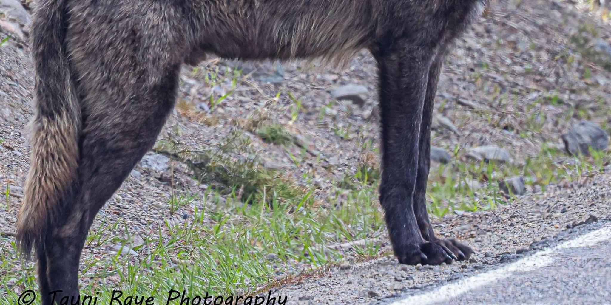 Yellowstone Private Guided Car Tour with Lunch - Image 4