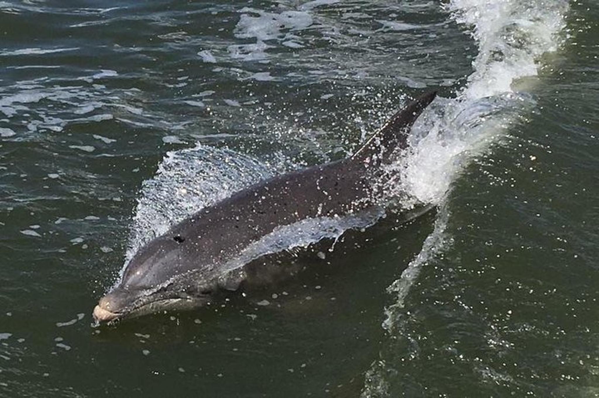 Indian River Lagoon Wildlife Tour - Image 5