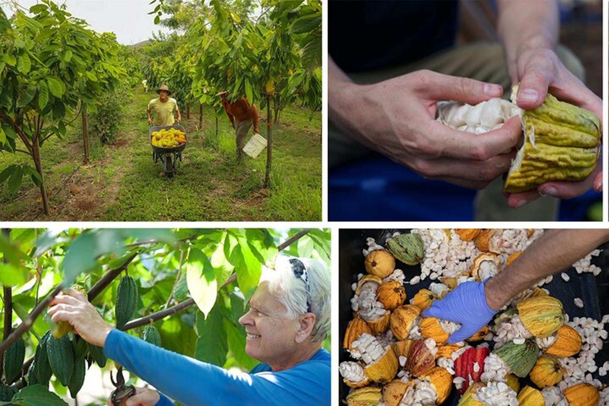 Lahaina Maui Ku'ia Estate Cacao Farm Tour - Image 5