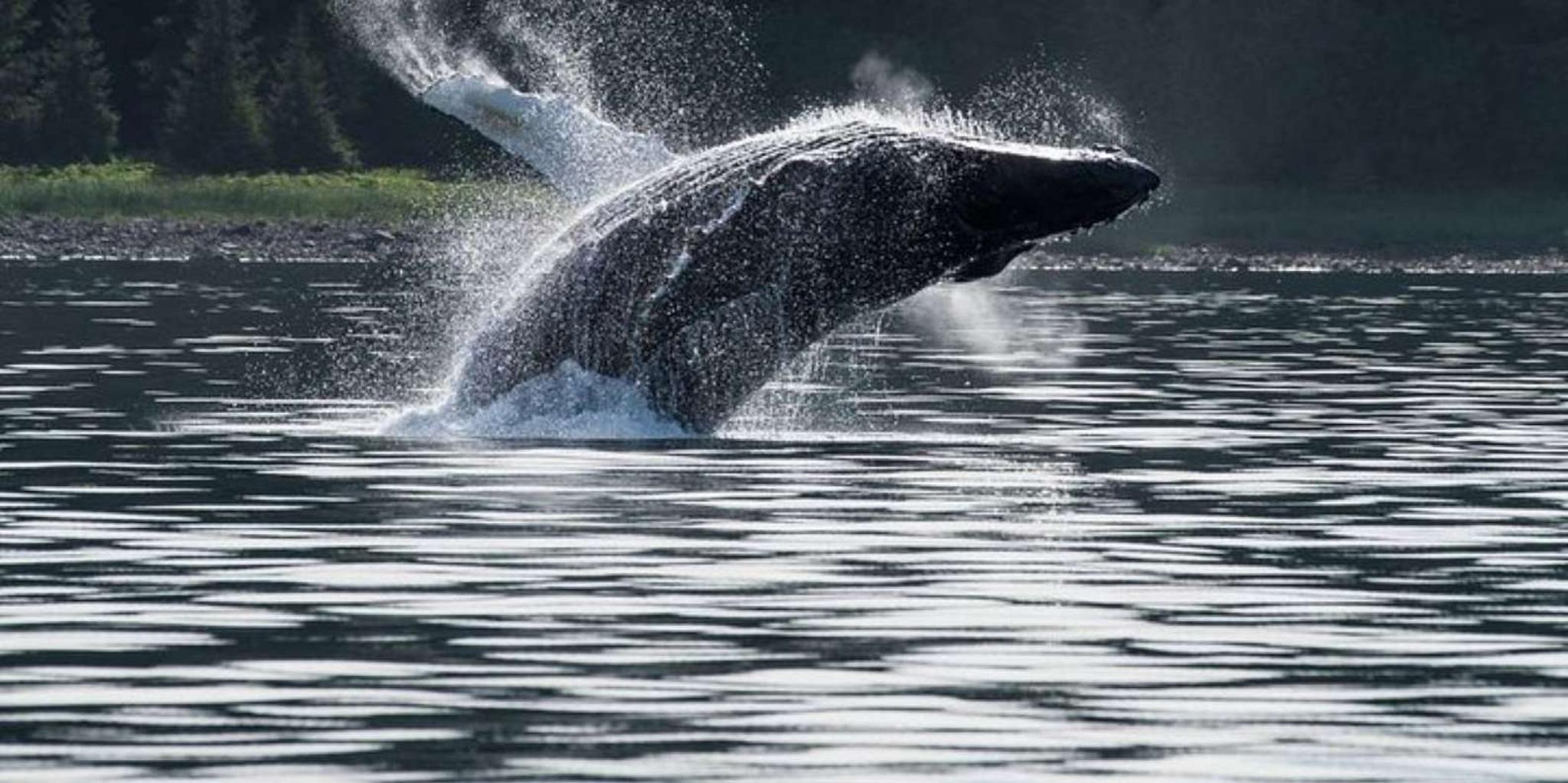 Hoonah Whale Watching Cruise - Image 5