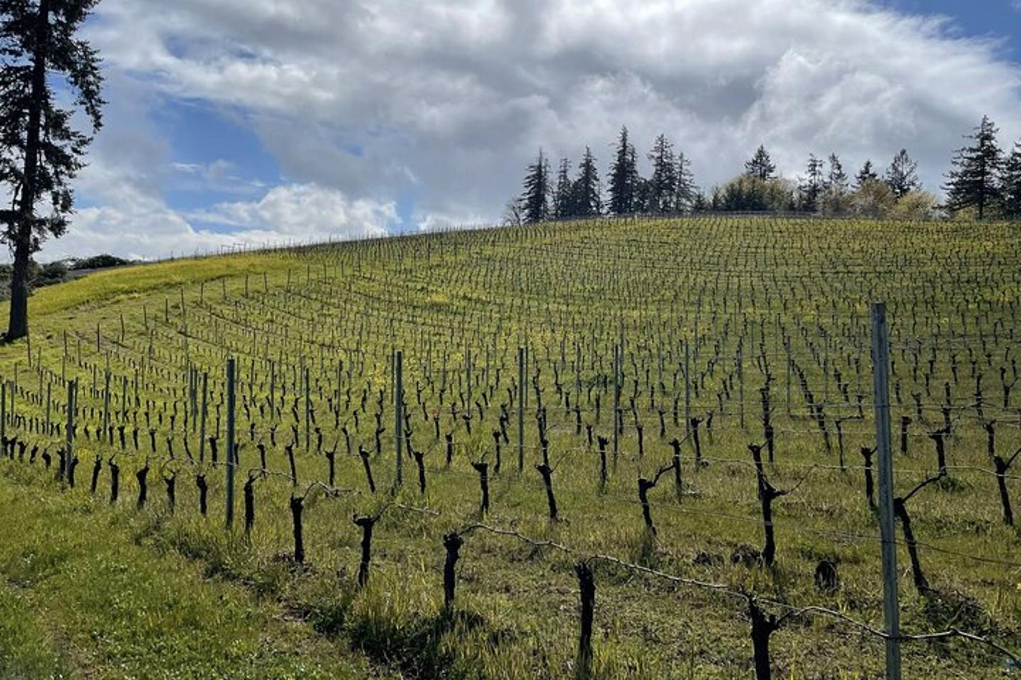 Sonoma Wine Country Tour in VW Van - Image 1