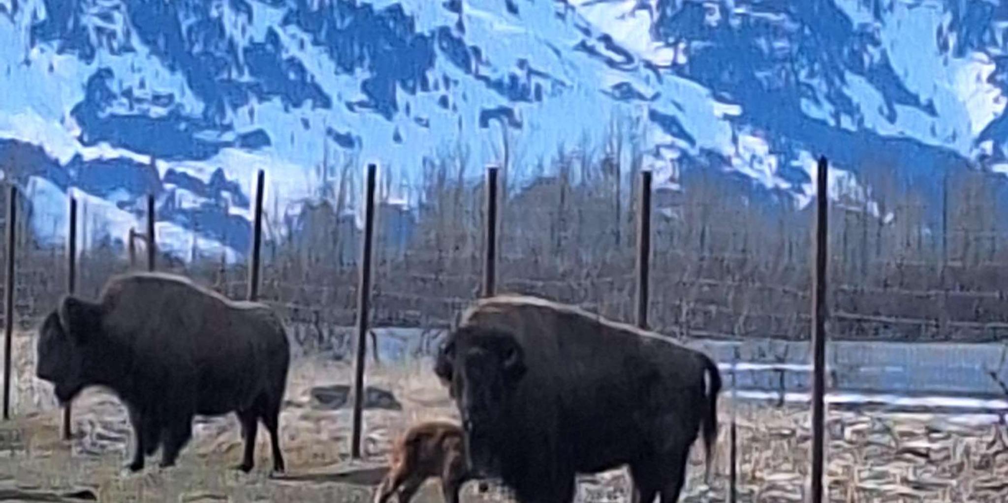 Anchorage Turnagain Arm Wildlife Tour 6 hr - Image 4