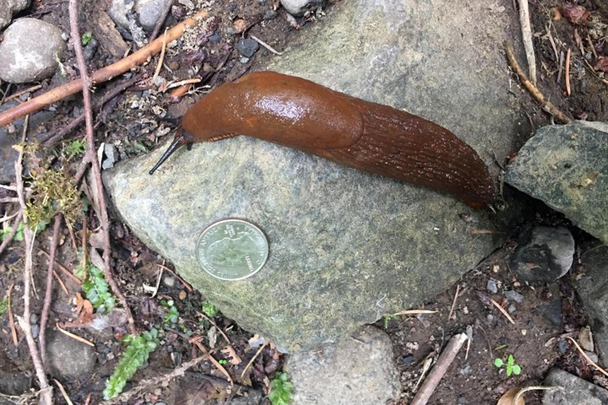 Columbia Gorge Hiking Tour - Image 5