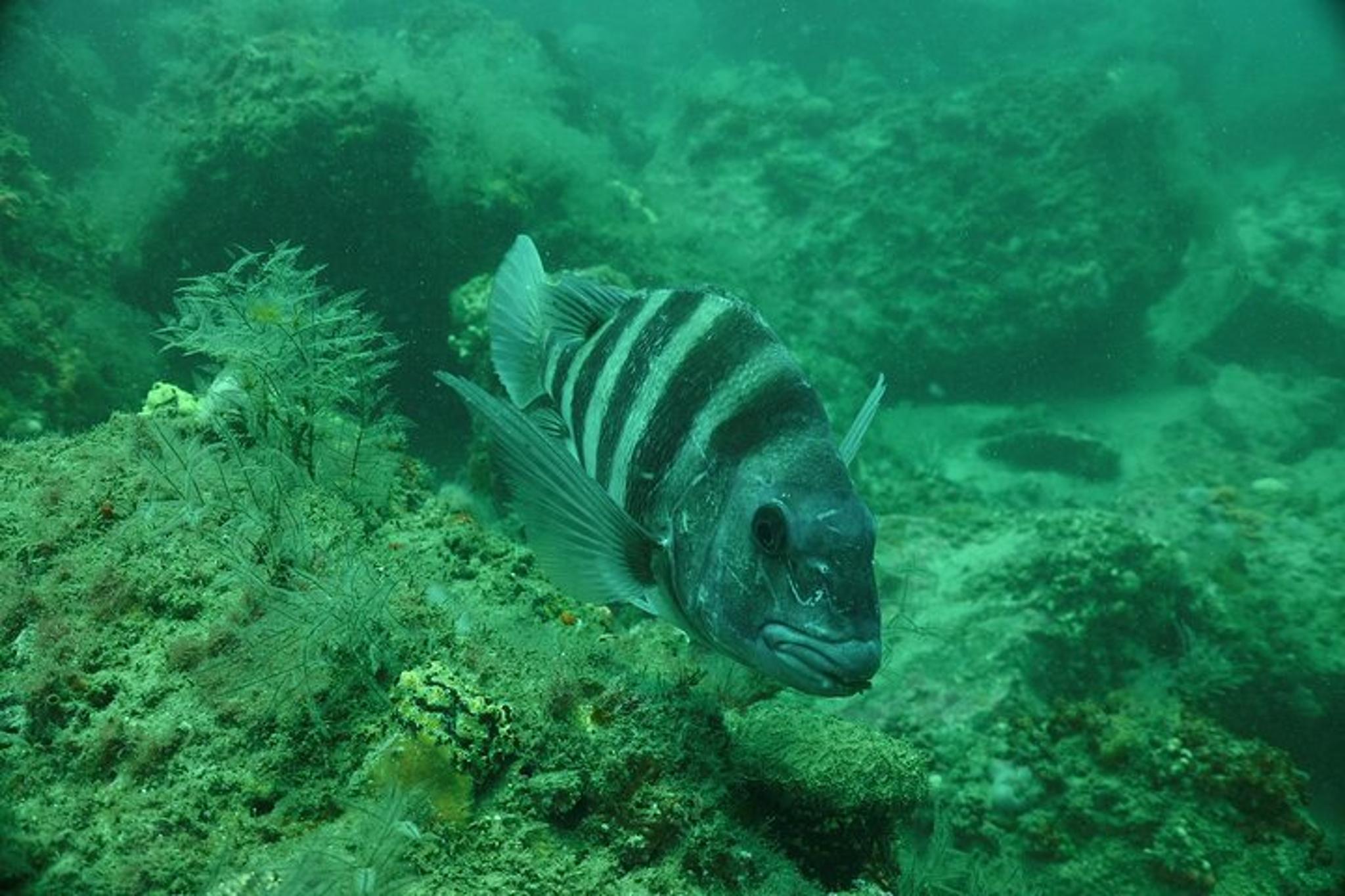 Panama City Snorkeling Tour
