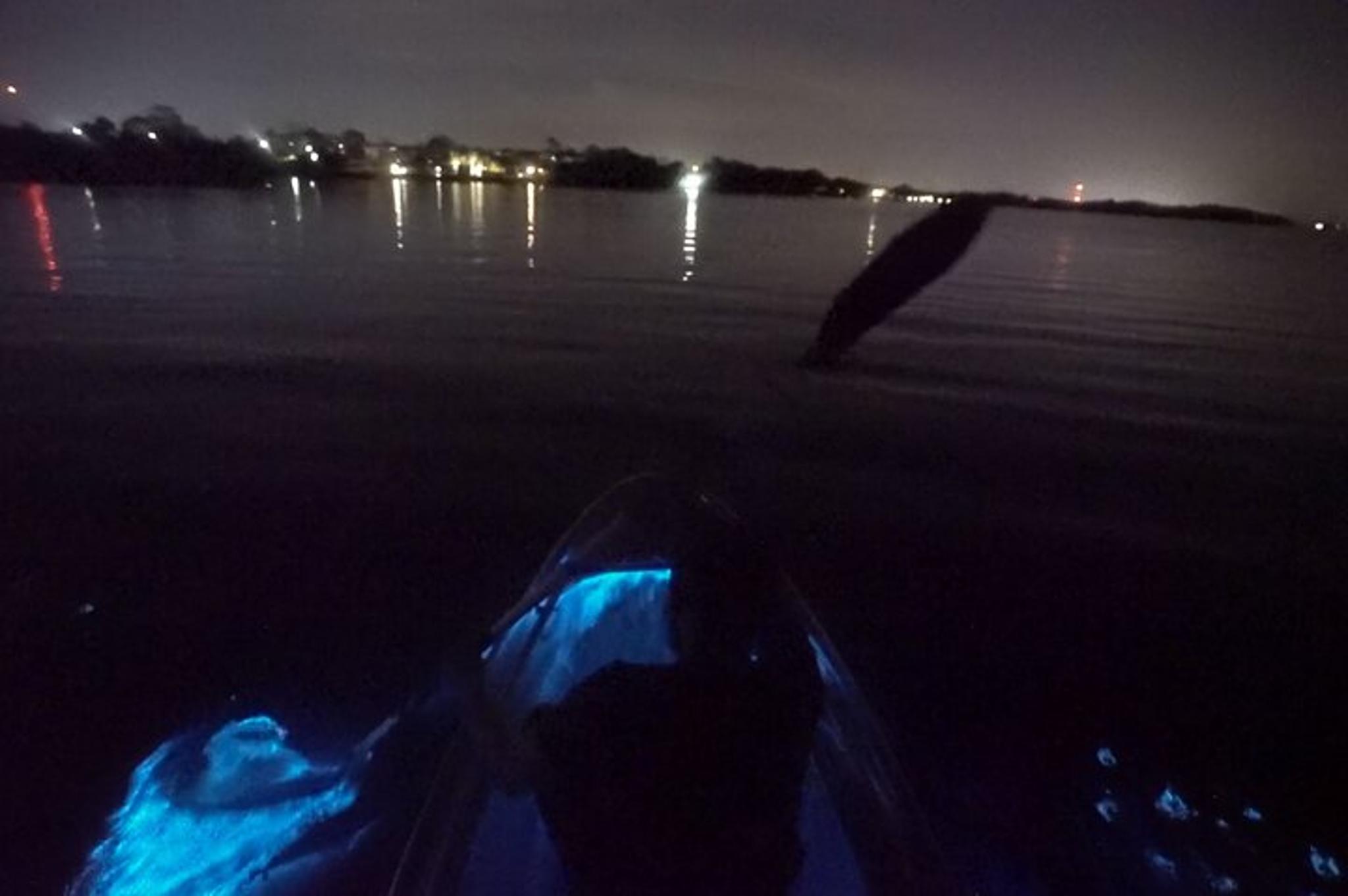 Merritt Island Clear Kayak Bioluminescence Tour 2 hr - Image 3