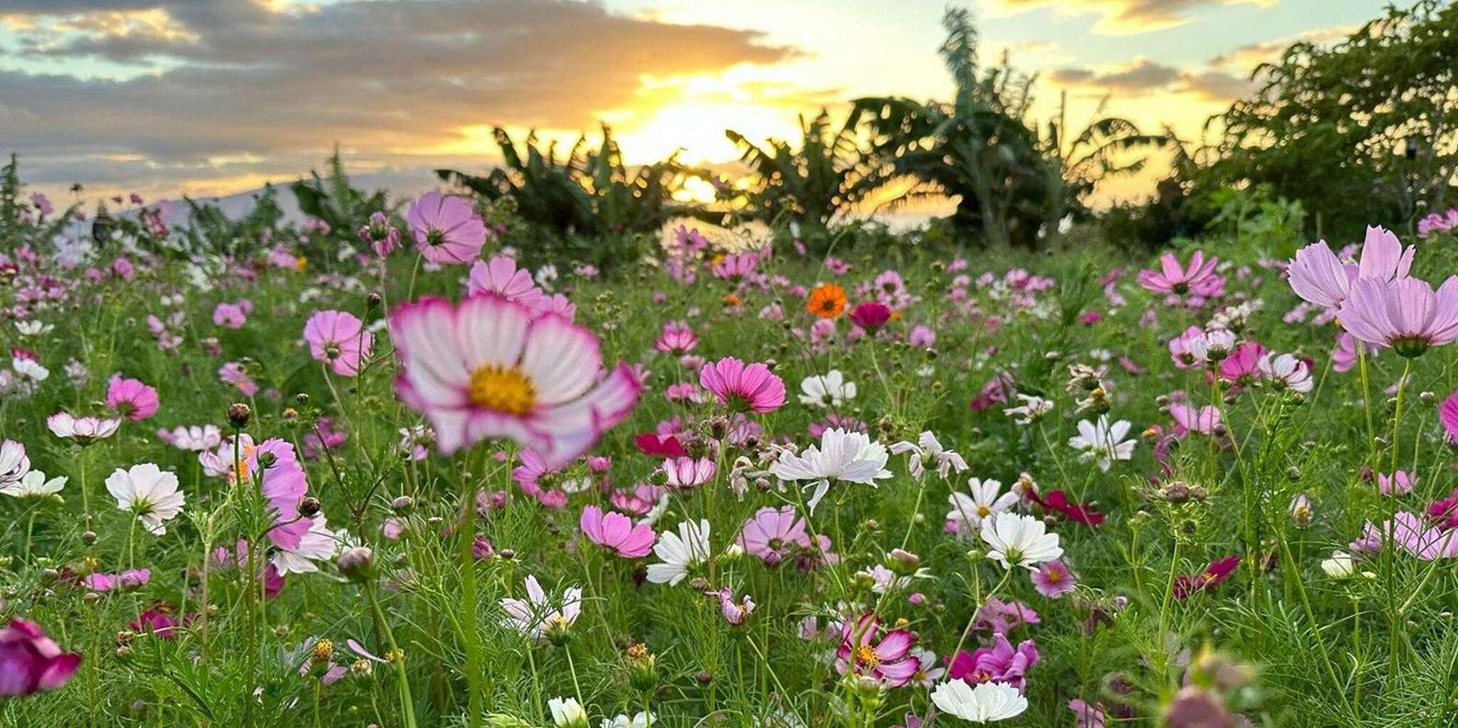 Maui Mango Farm Sunset Tour - Image 3