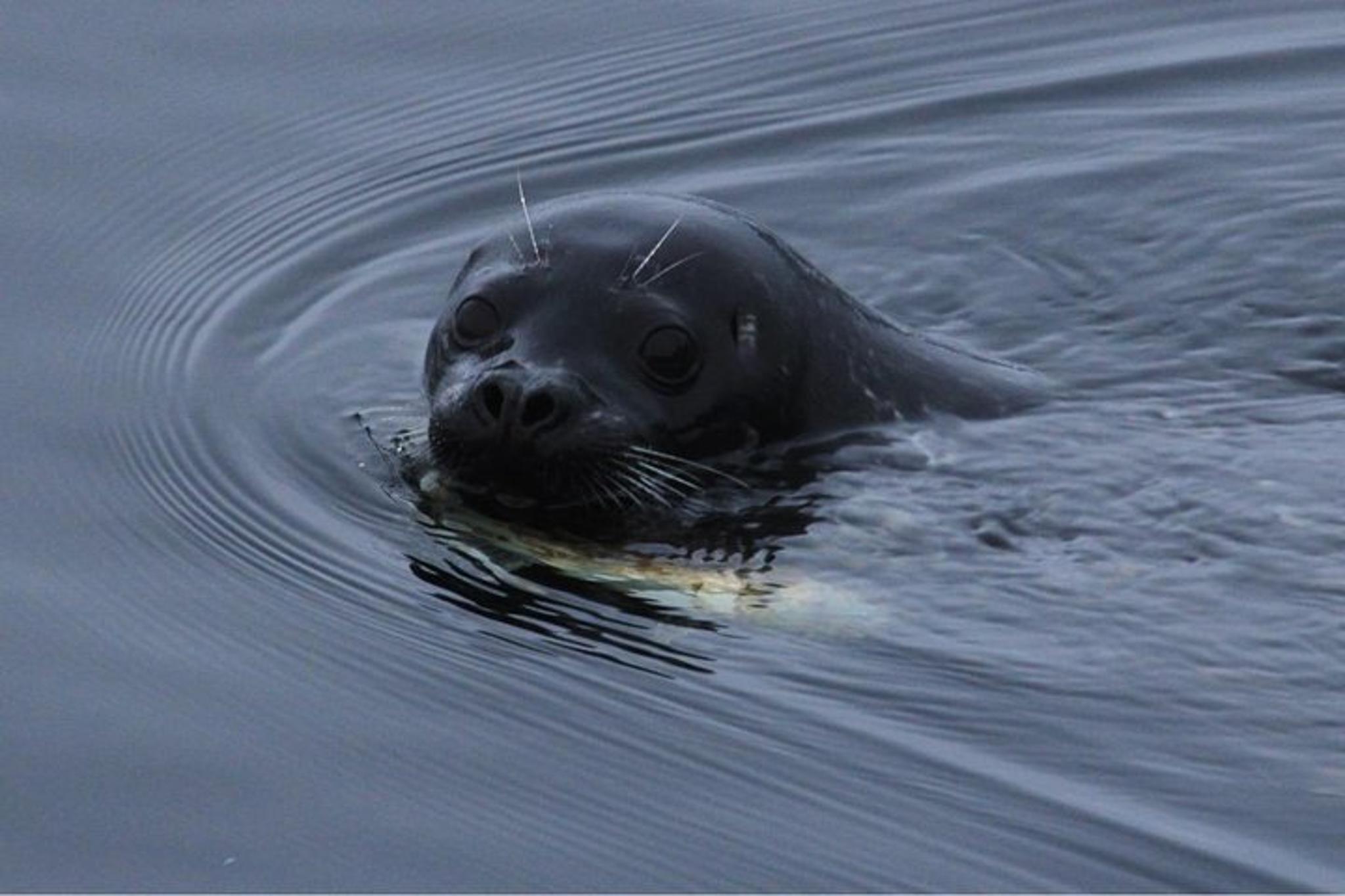 Ketchikan Sightseeing & Wildlife Boat Tour - Image 4
