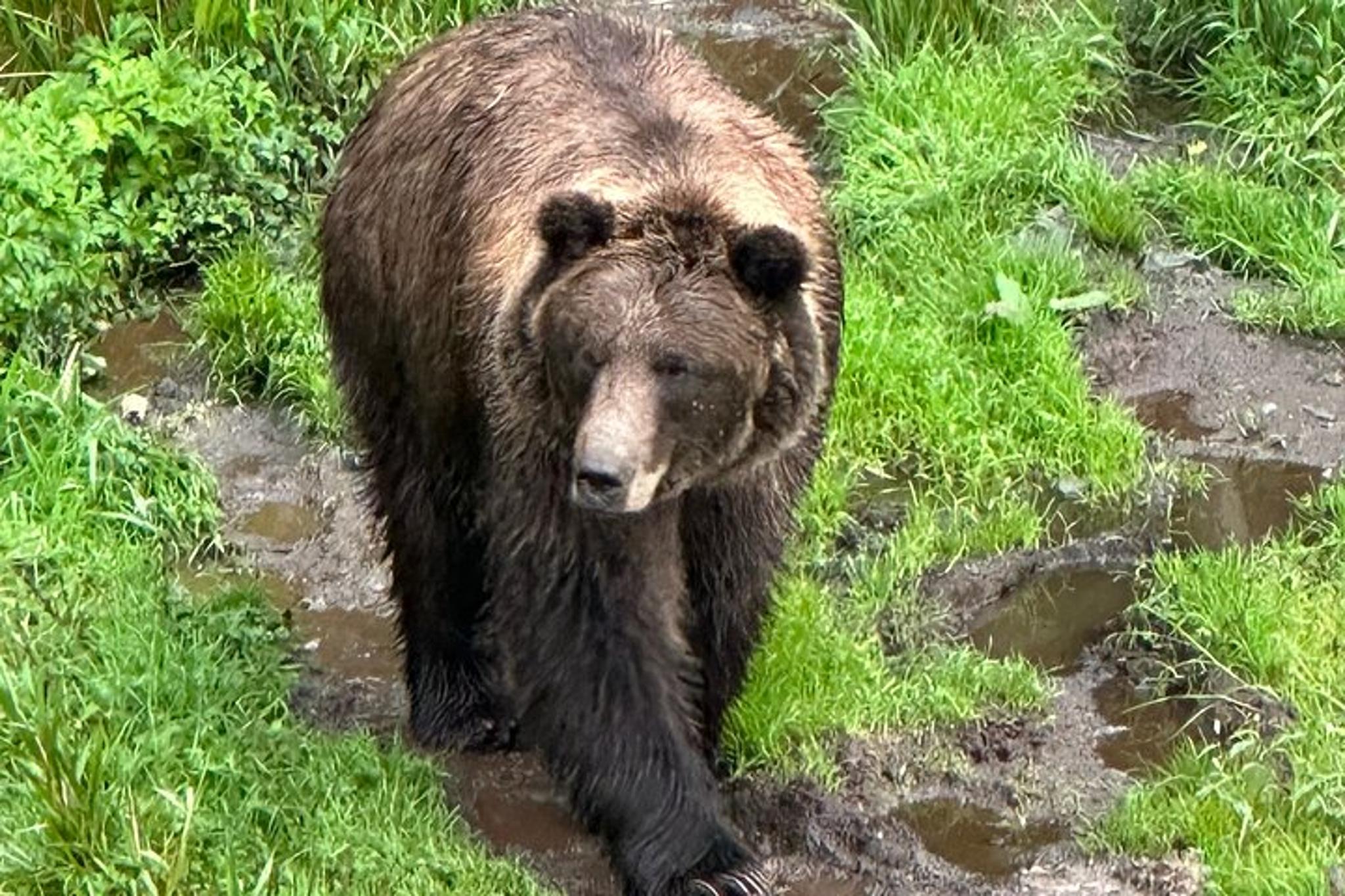 Sitka Scenic Private Tour - Image 6