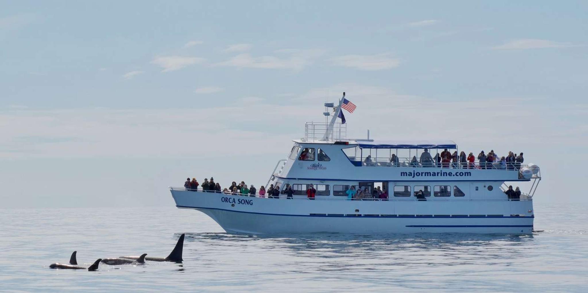 Seward Orca Quest Cruise in Resurrection Bay 4 hr - Image 4