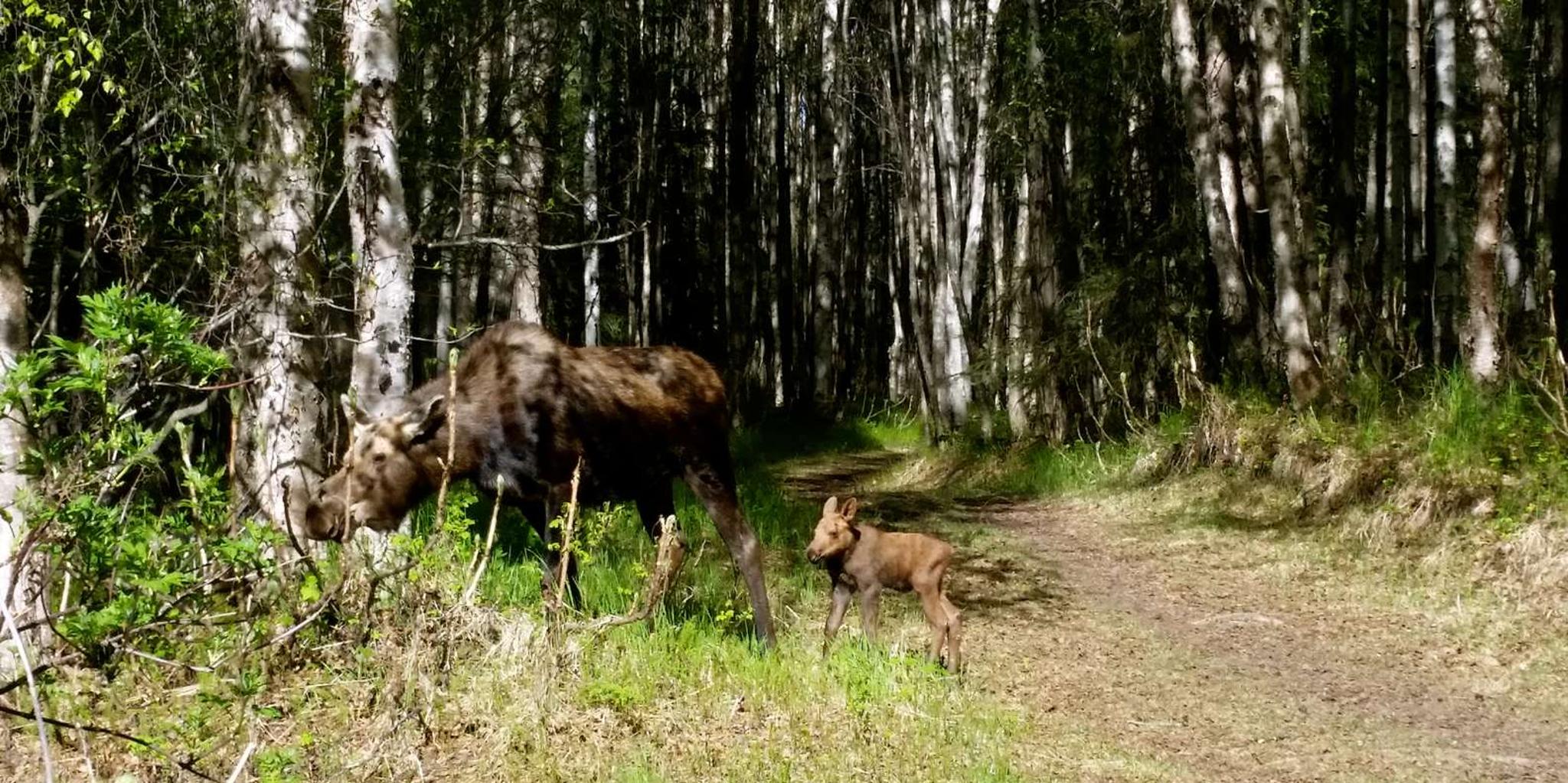 Anchorage Coastal Trail Bike Tour - Image 3