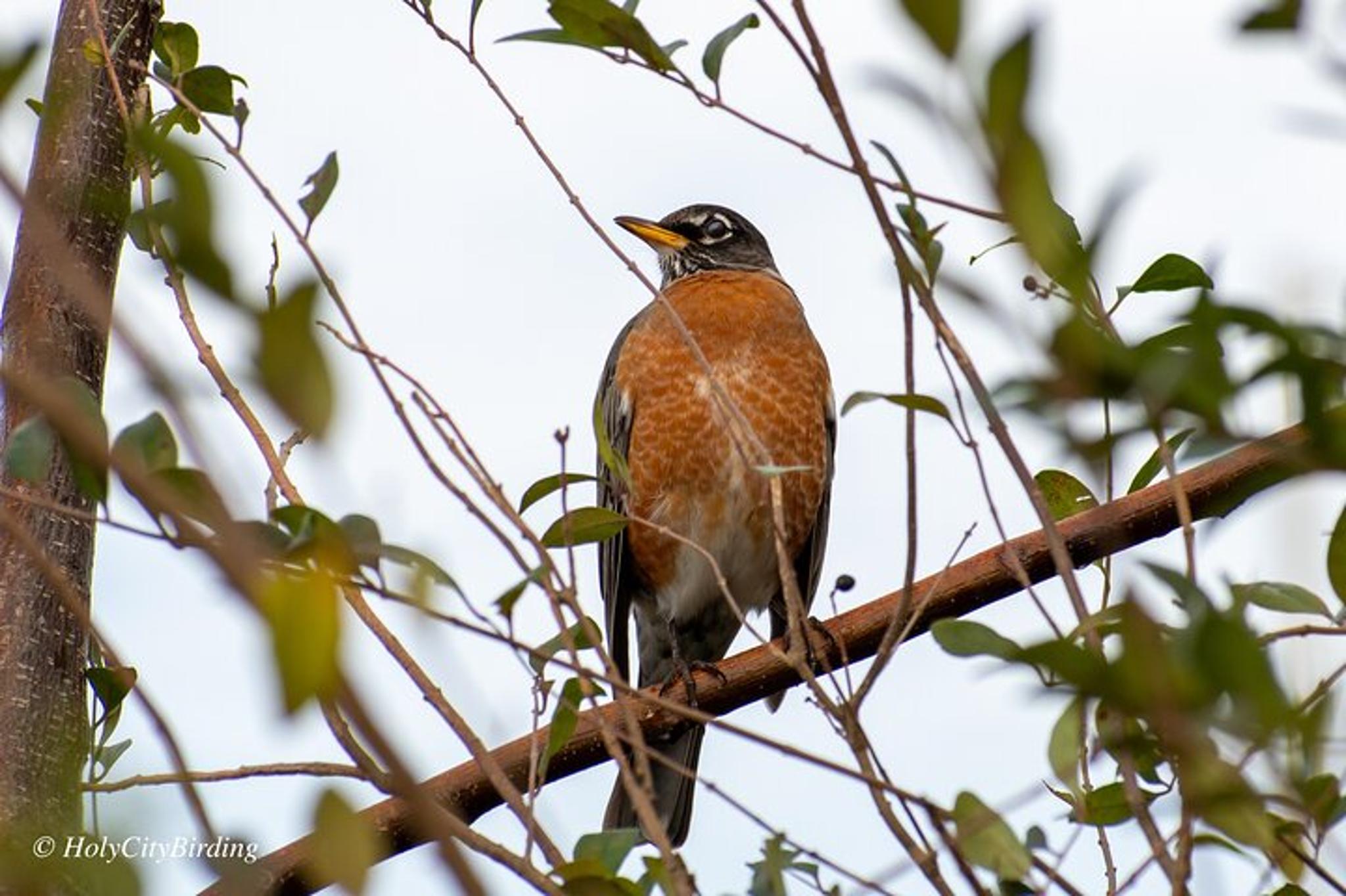 Charleston Birding Tour in Hampton Park - Image 3