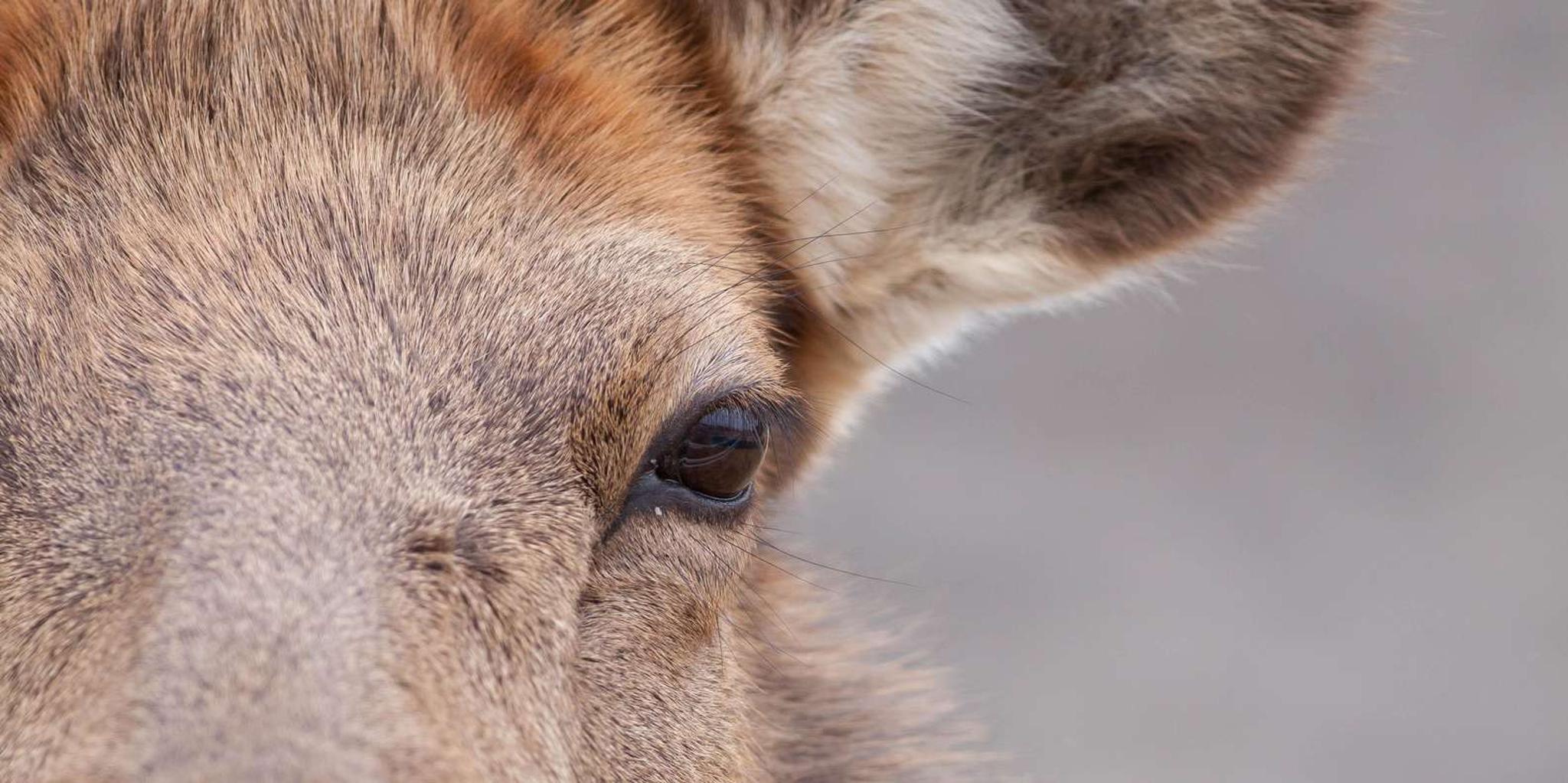 Jackson Hole Grand Teton Winter Wildlife Tour - Image 3