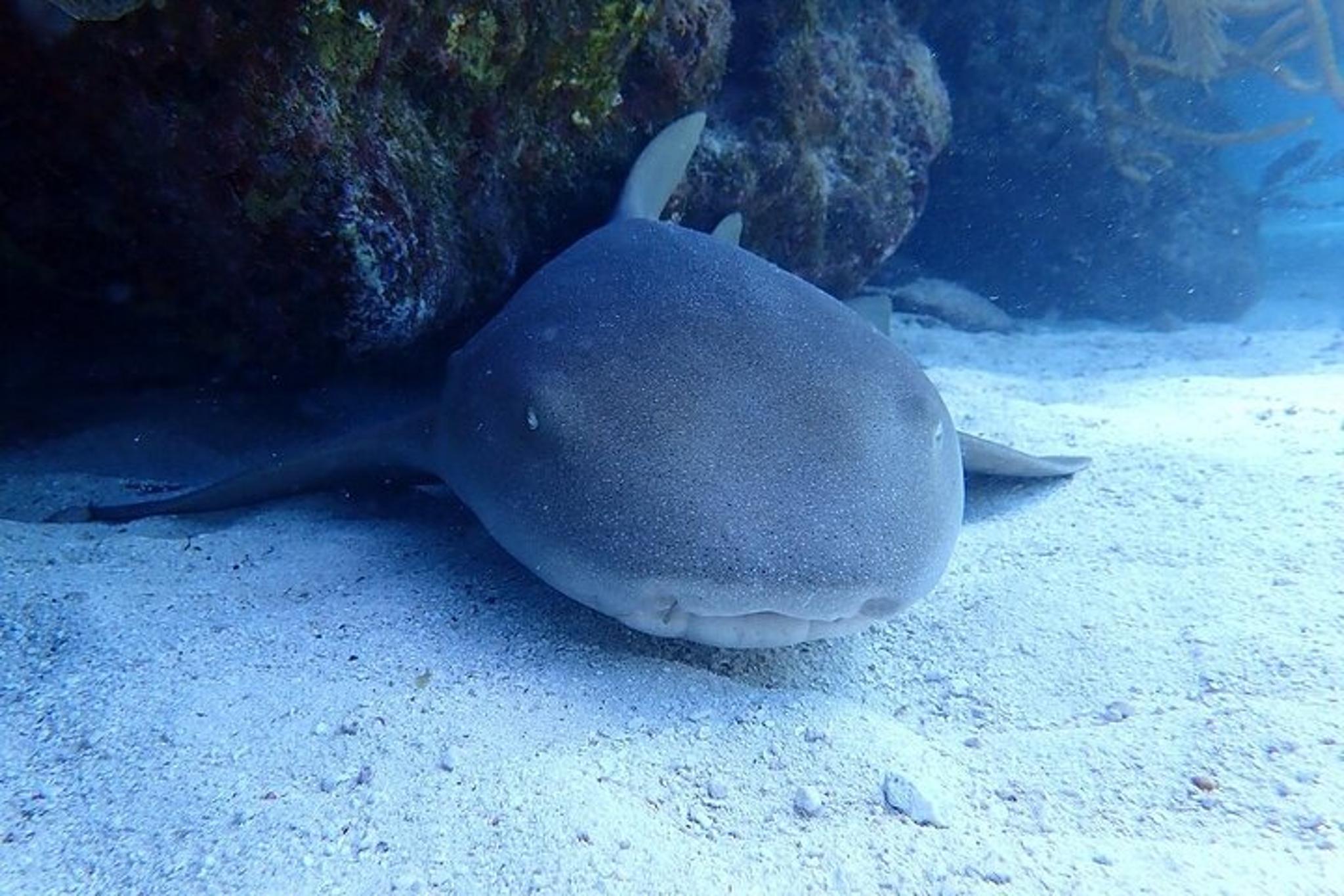 Key Largo Scuba Diving Adventure 3.5 hr - Image 6