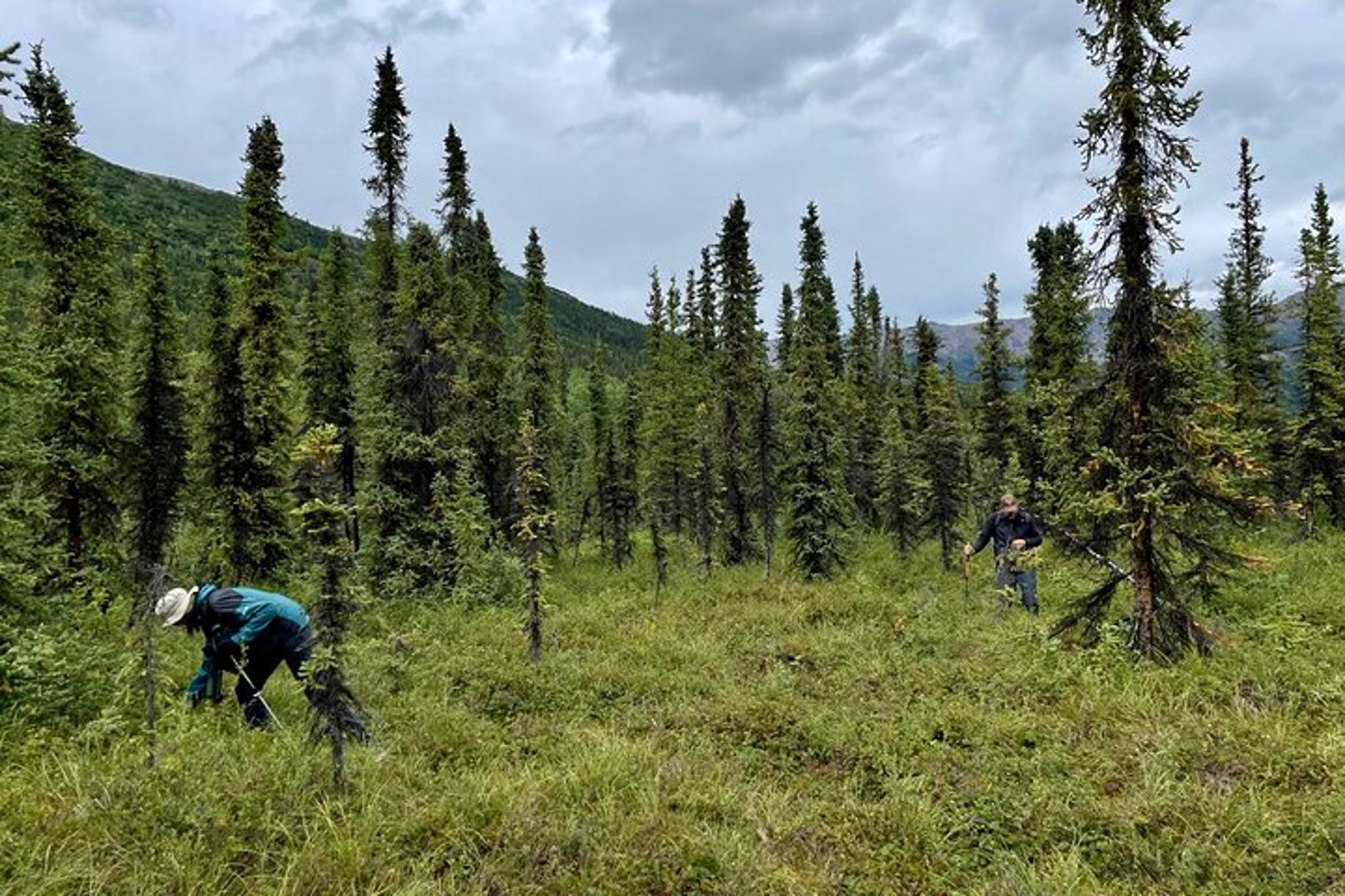 Denali Park Nature Walk with Expert Naturalist 3 hr - Image 4