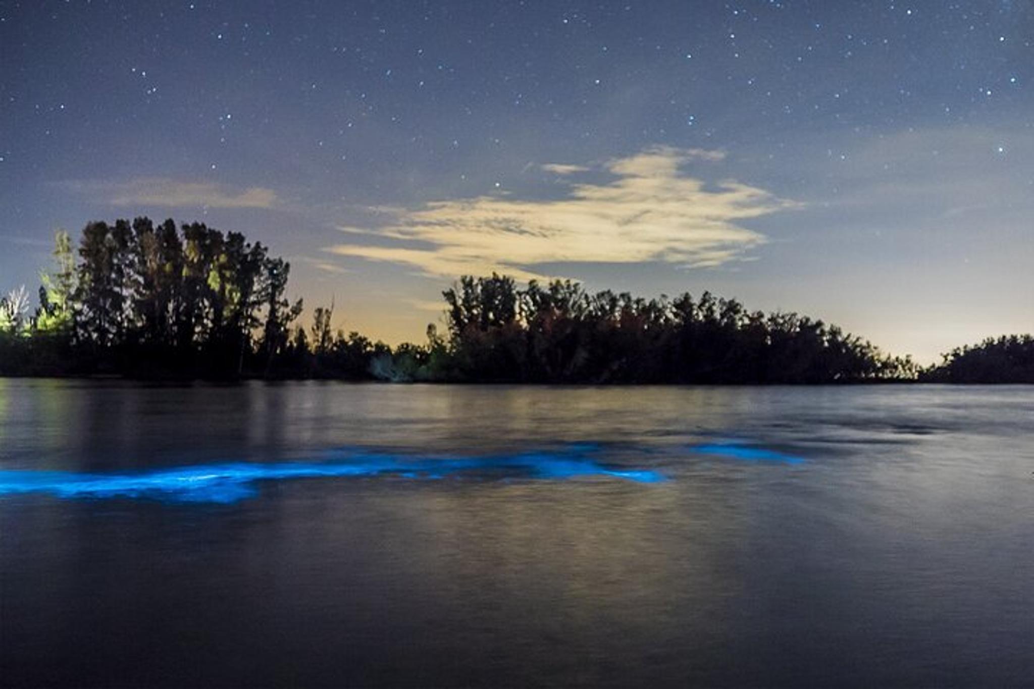 Titusville Bioluminescent Clear Kayak Tour 90 min - Image 3