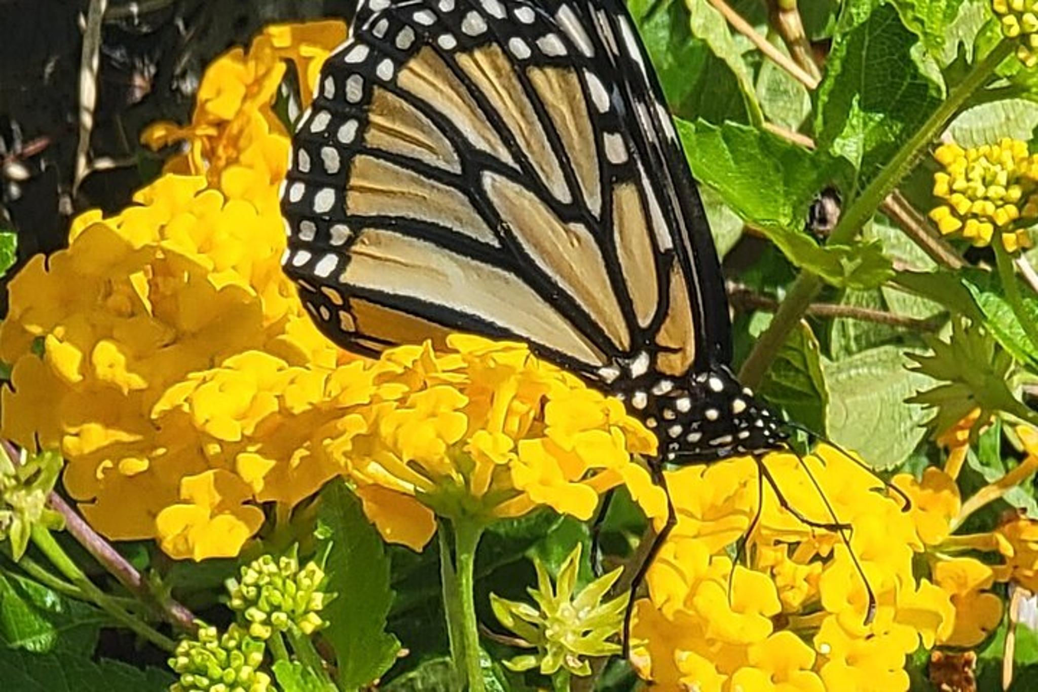 Honolulu Waterfall Hike and Downhill Bike Tour - Image 5