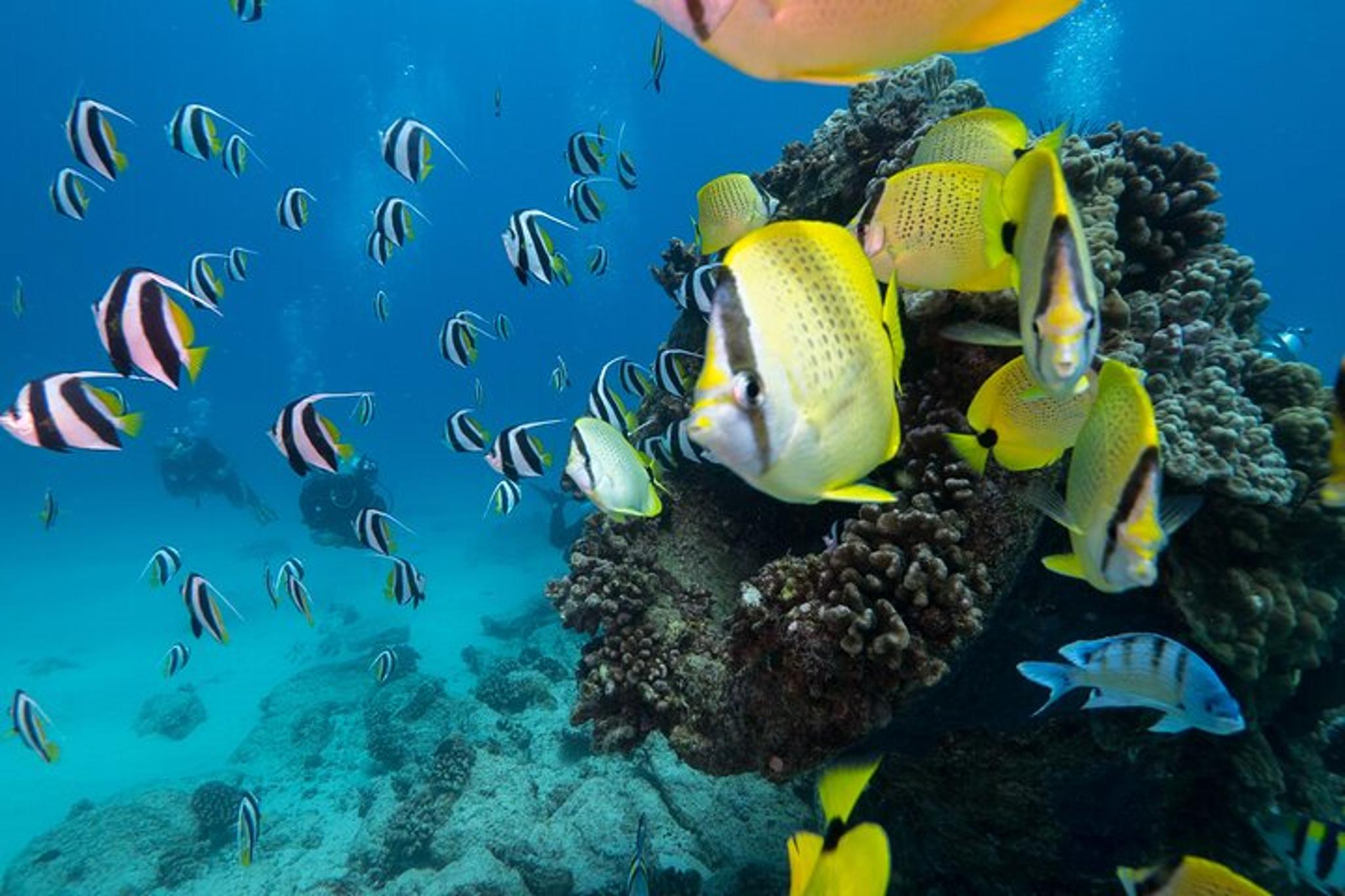 Honolulu Scuba Diving Experience - Image 5