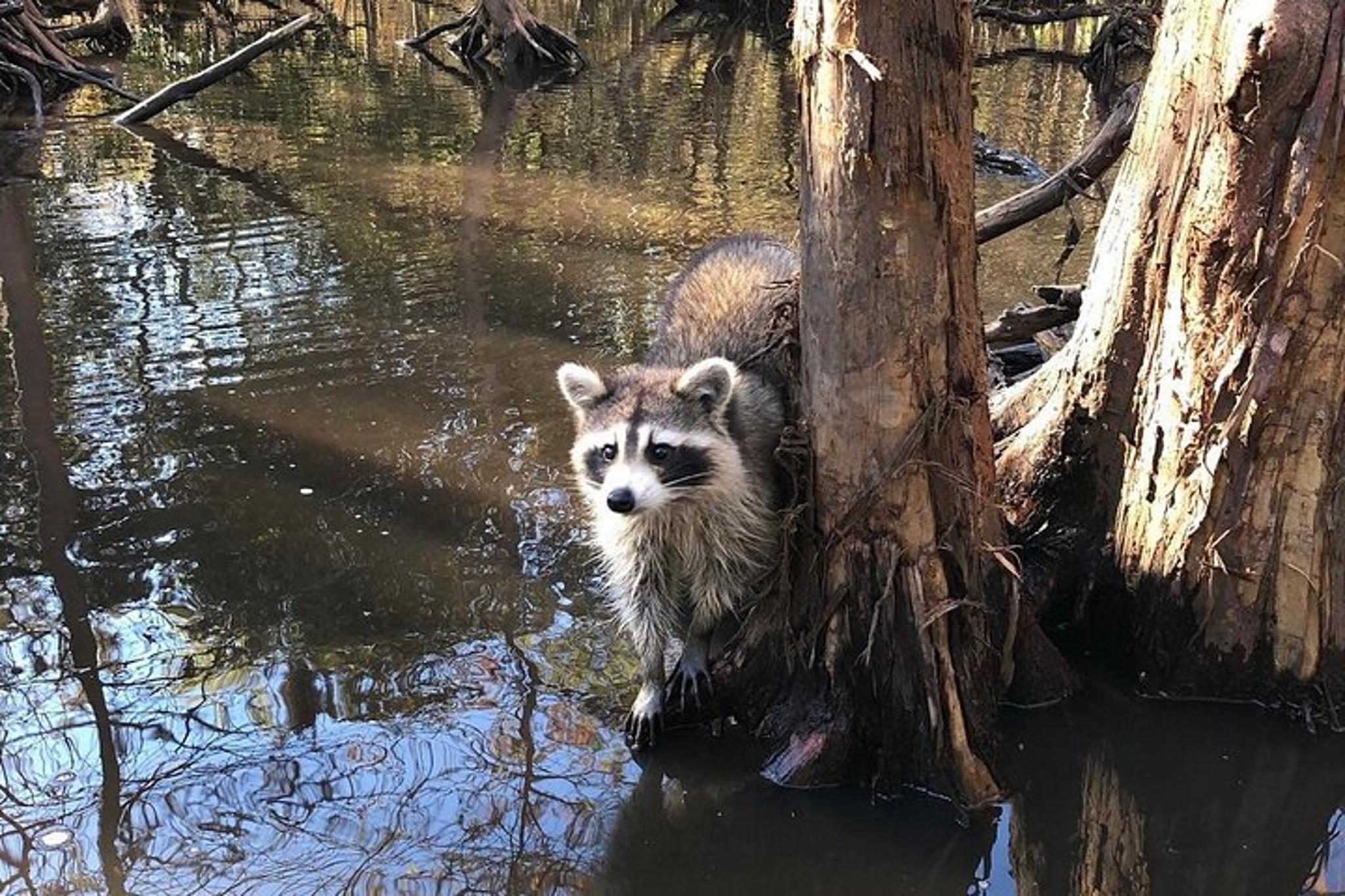 New Orleans Honey Island Swamp Private Tour - Image 5