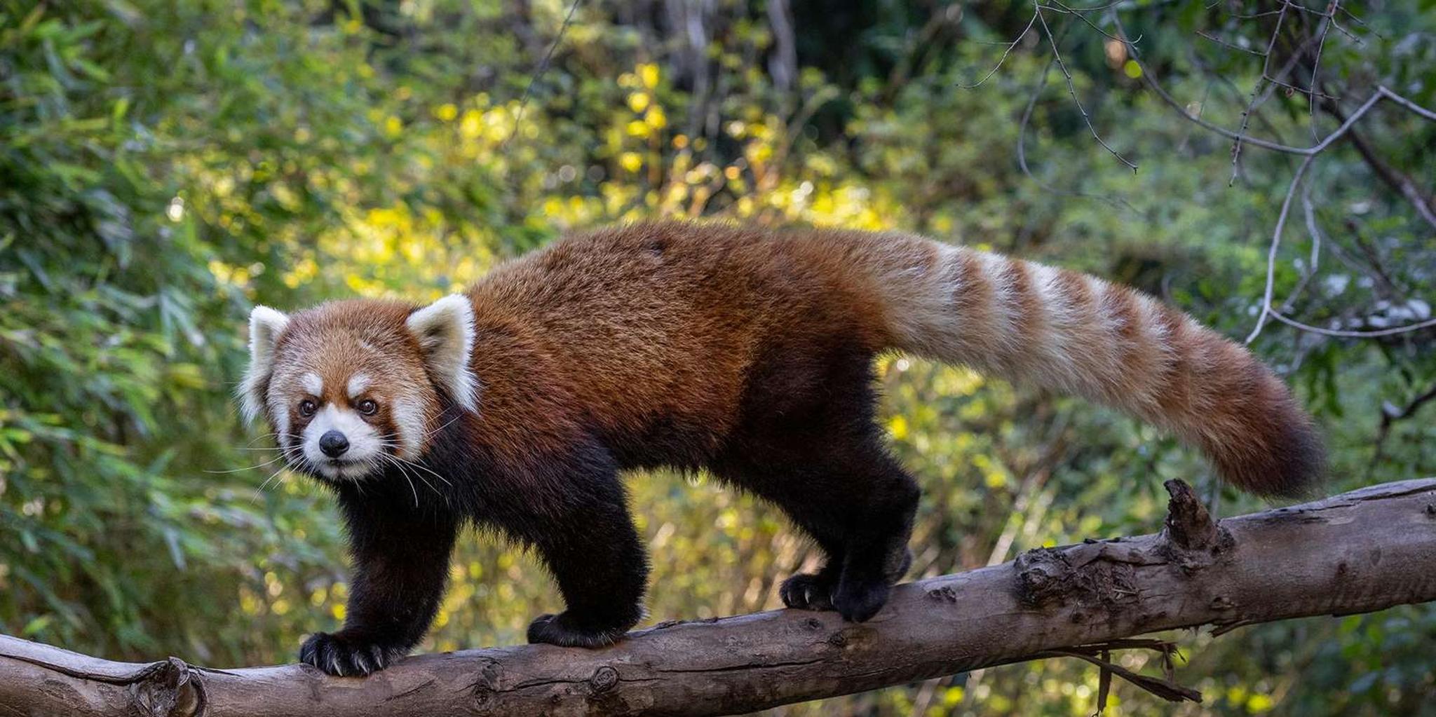 San Diego Zoo Admission Ticket - Image 6