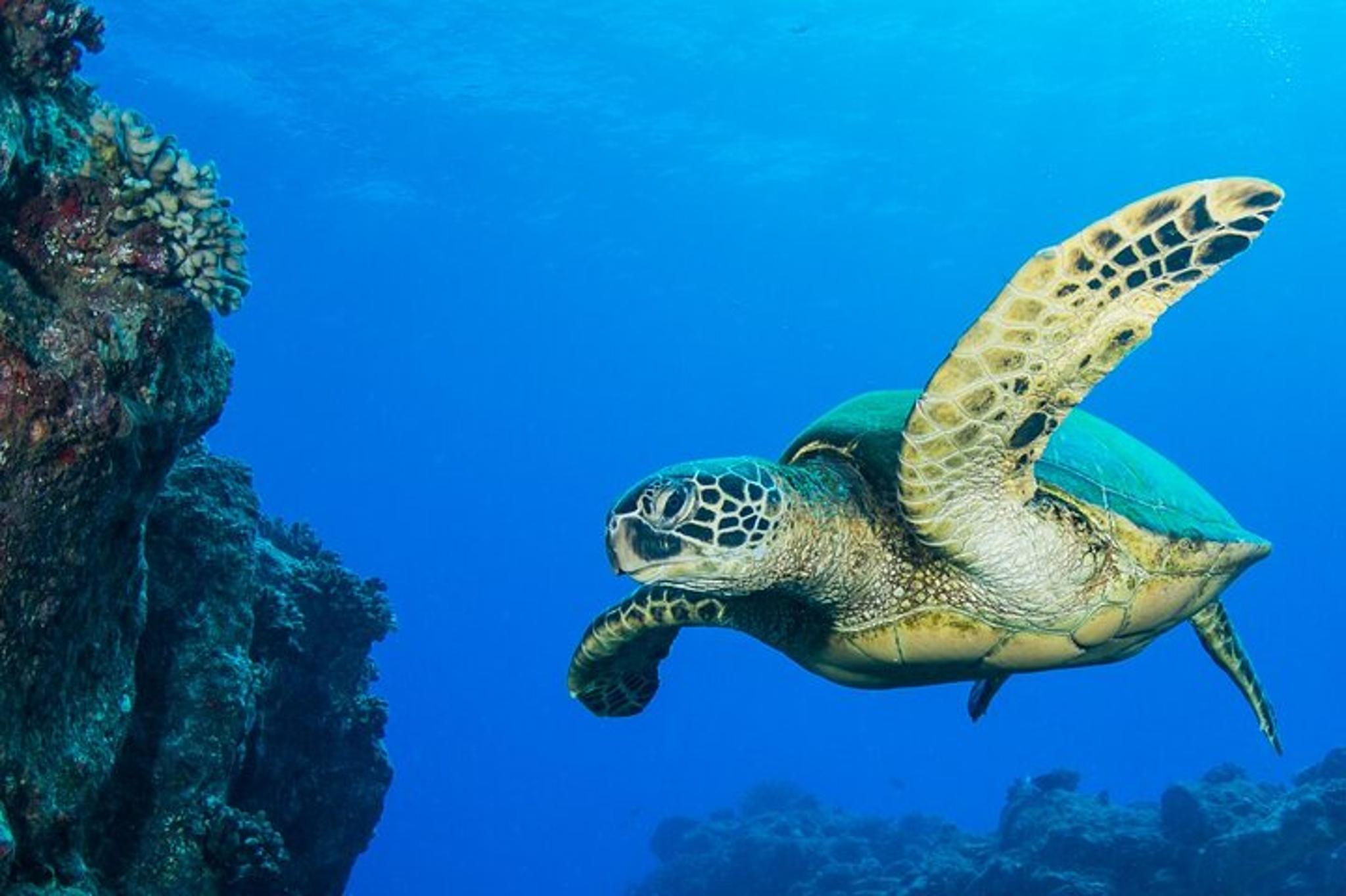 Kaua'i Scuba Dive Boat Tour - Image 6