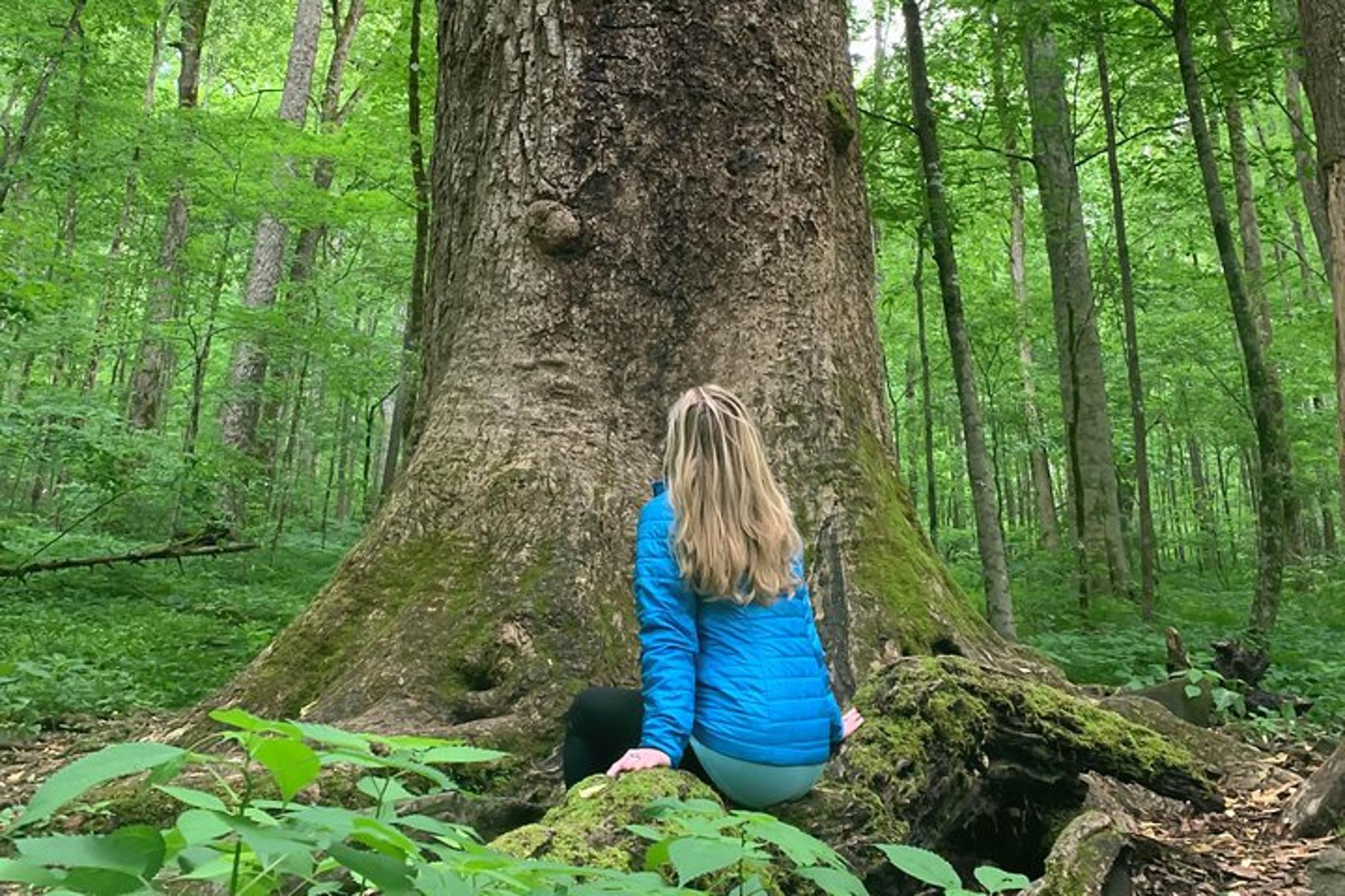 Asheville Forest Bathing Nature Walk - Image 2