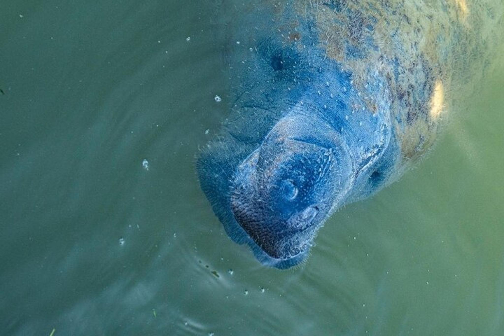 Marco Island Kayak Tour with Manatees and Mangroves