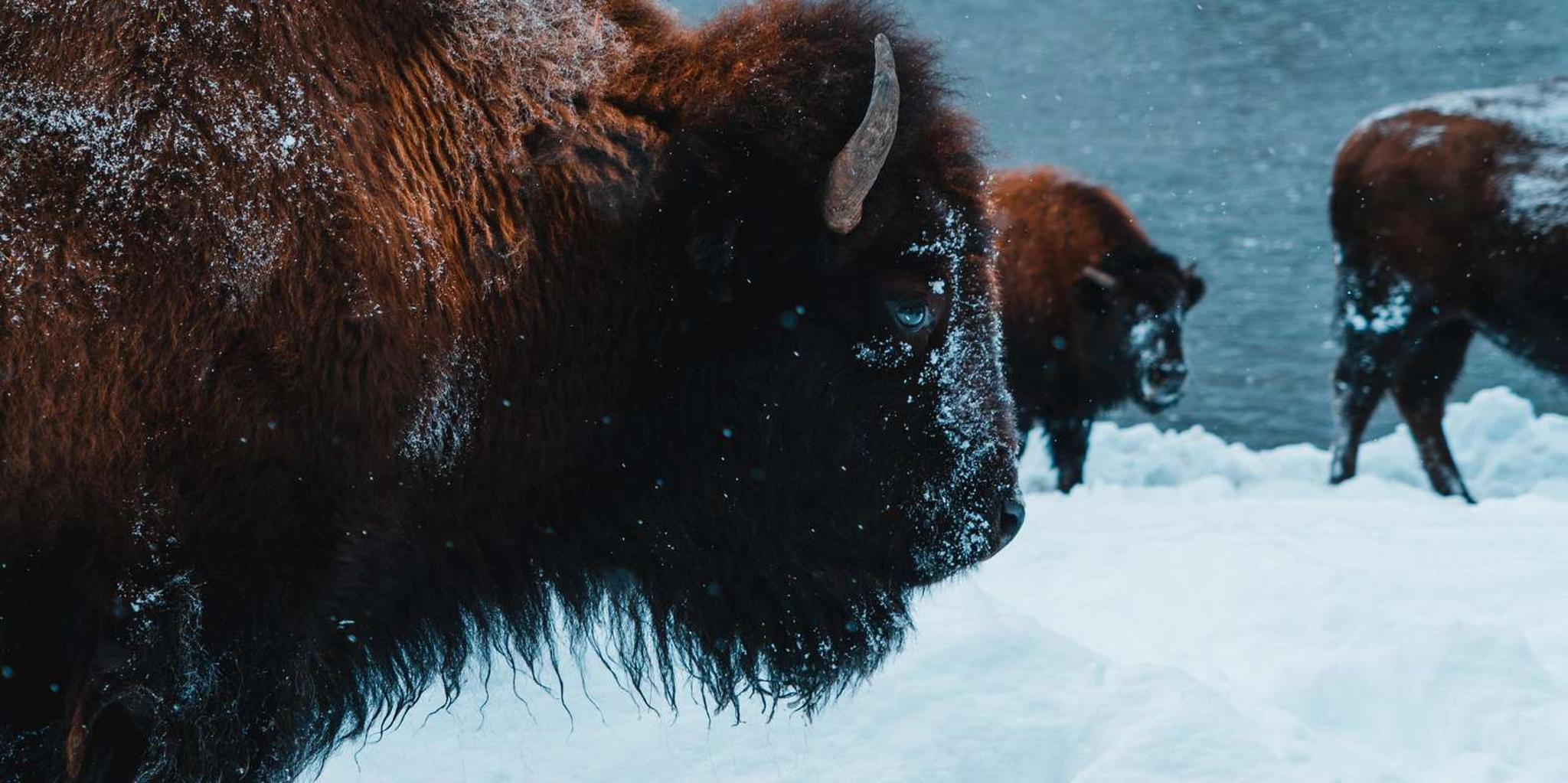 Yellowstone and Southern Utah 9-Day Tour - Image 3