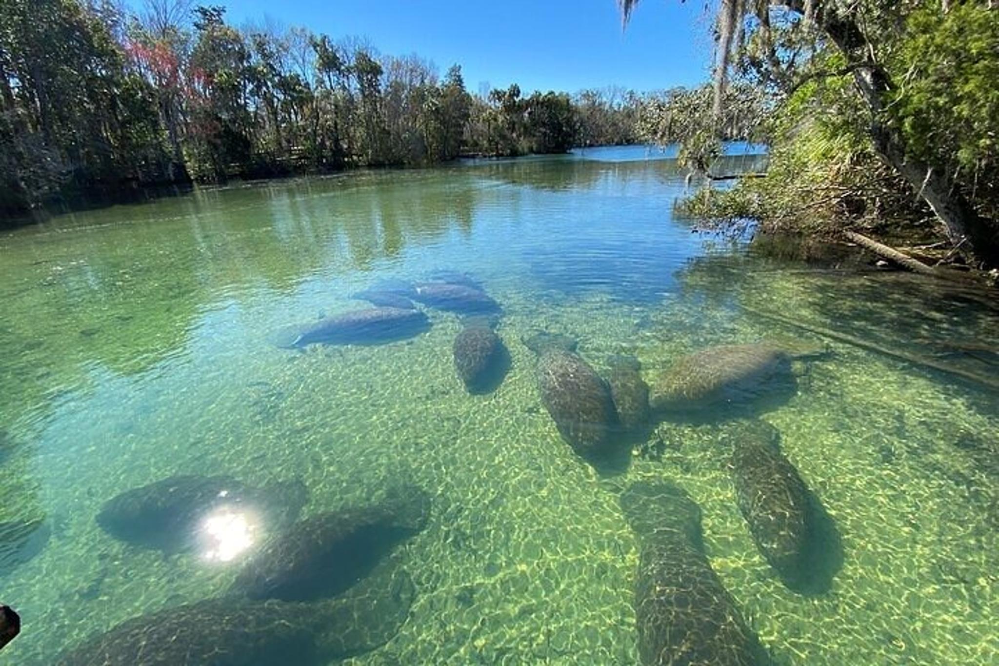 Crystal River Boat and Nature Tour 75 min - Image 2