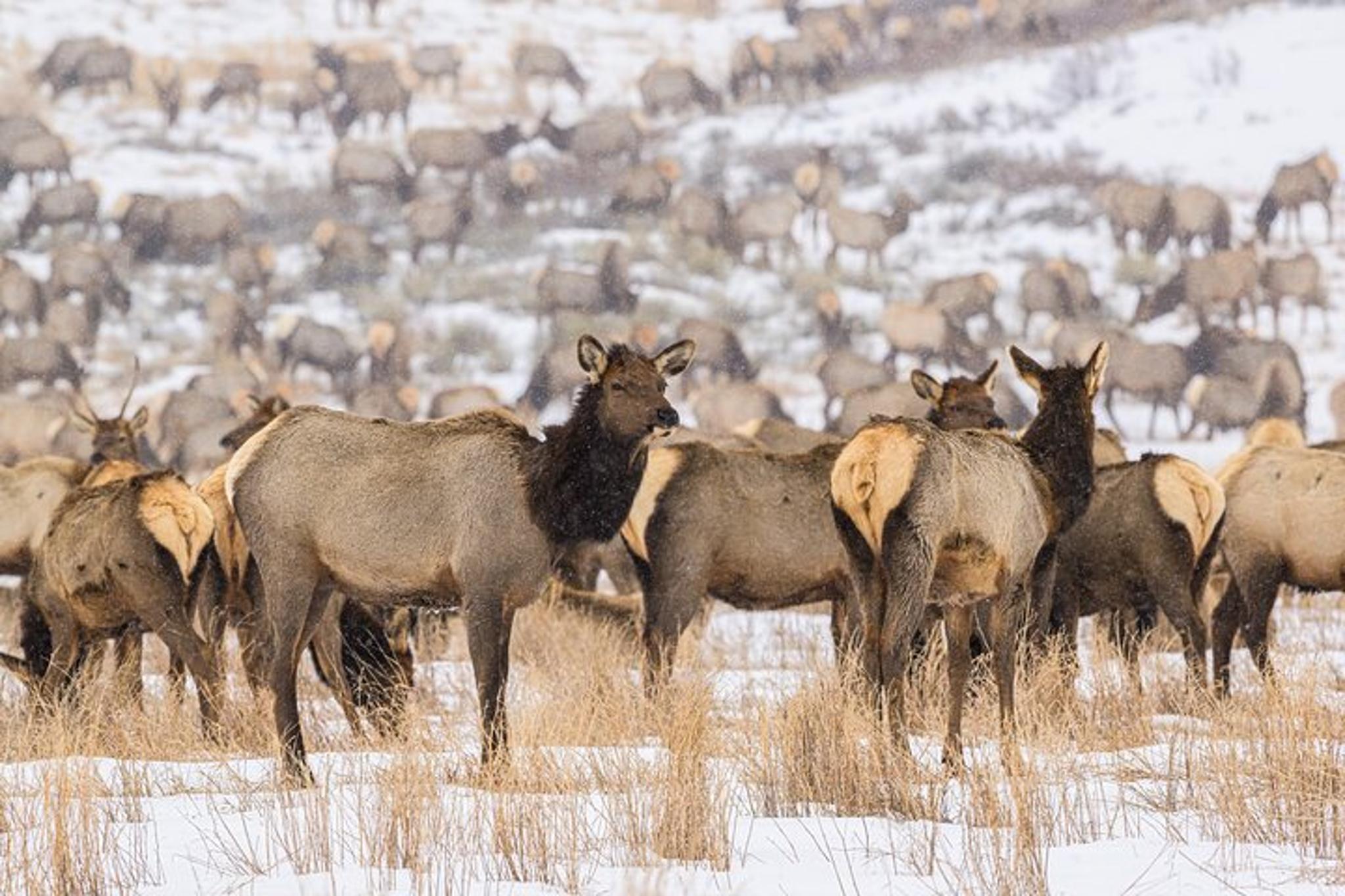 Grand Teton National Park Private Tour