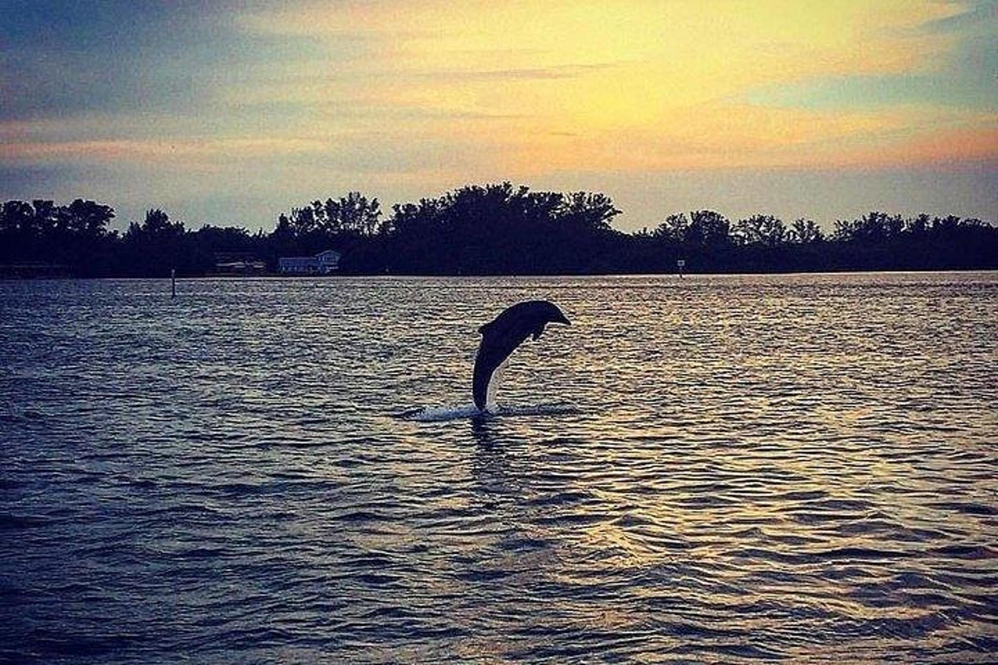 Anna Maria Island Dolphin Boat Tour at Sunset - Image 3