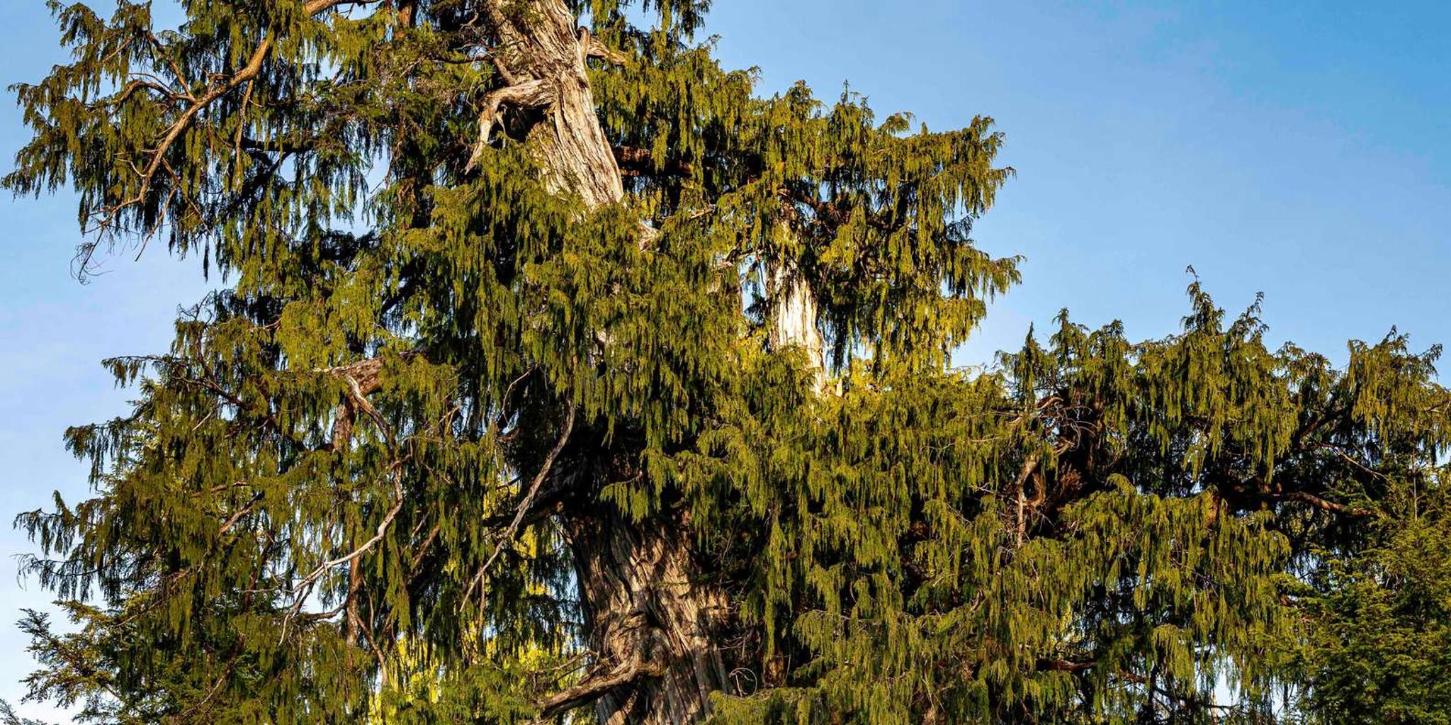 Ketchikan SUV Backcountry Adventure - Image 3