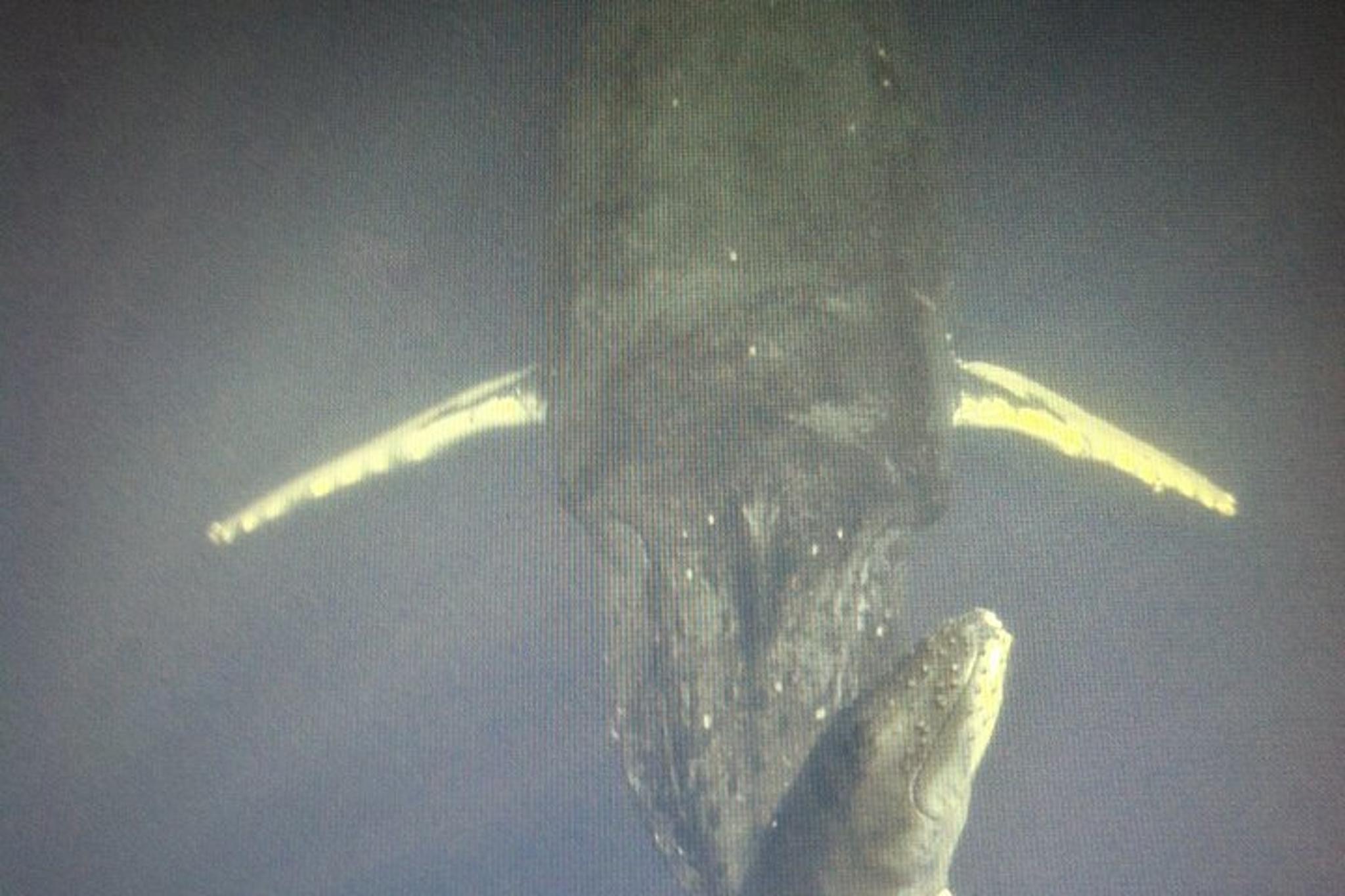 Maui Paddleboard Whale Watch - Image 5