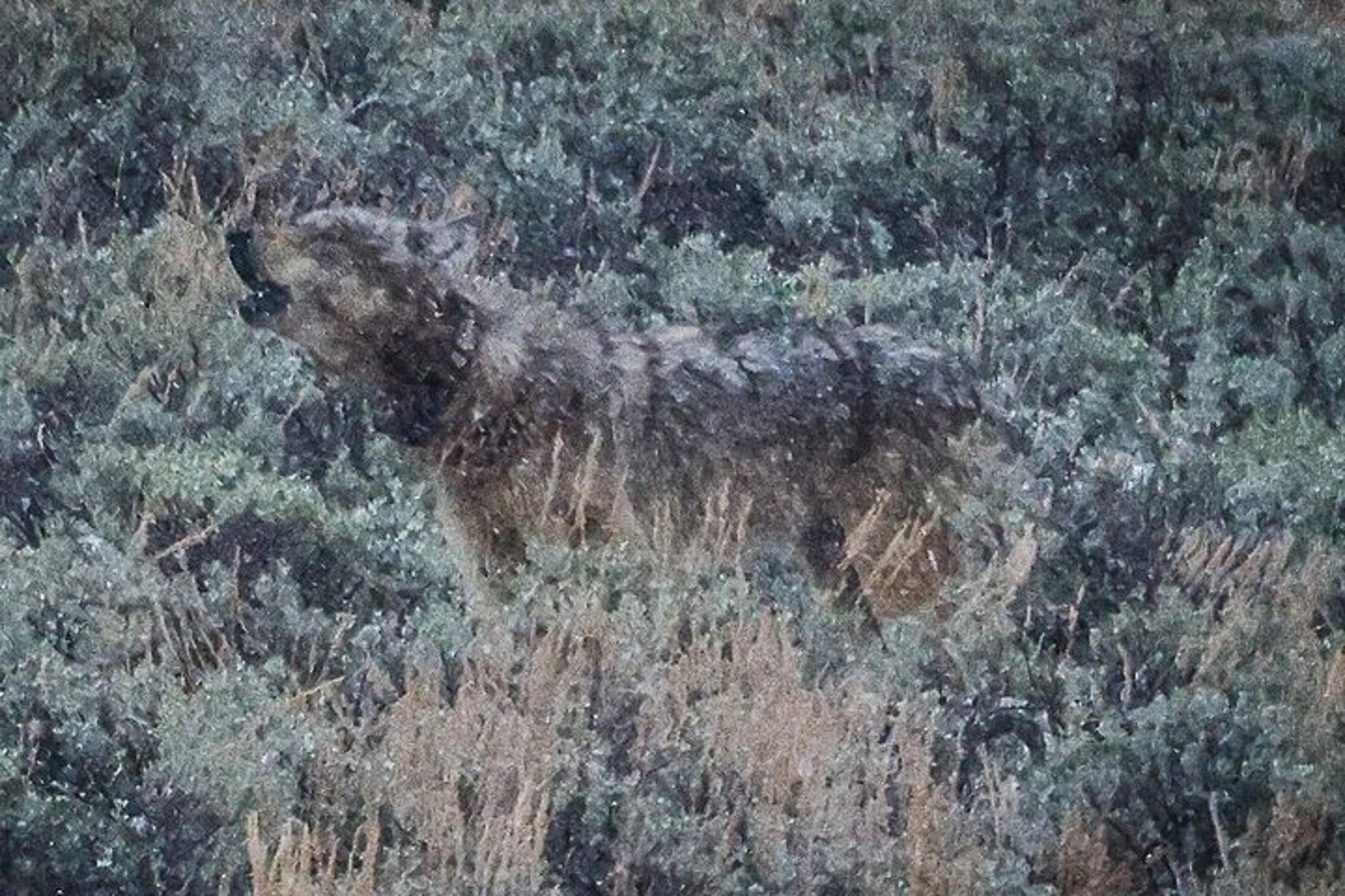 Yellowstone Upper Loop Wildlife Adventure - Image 3