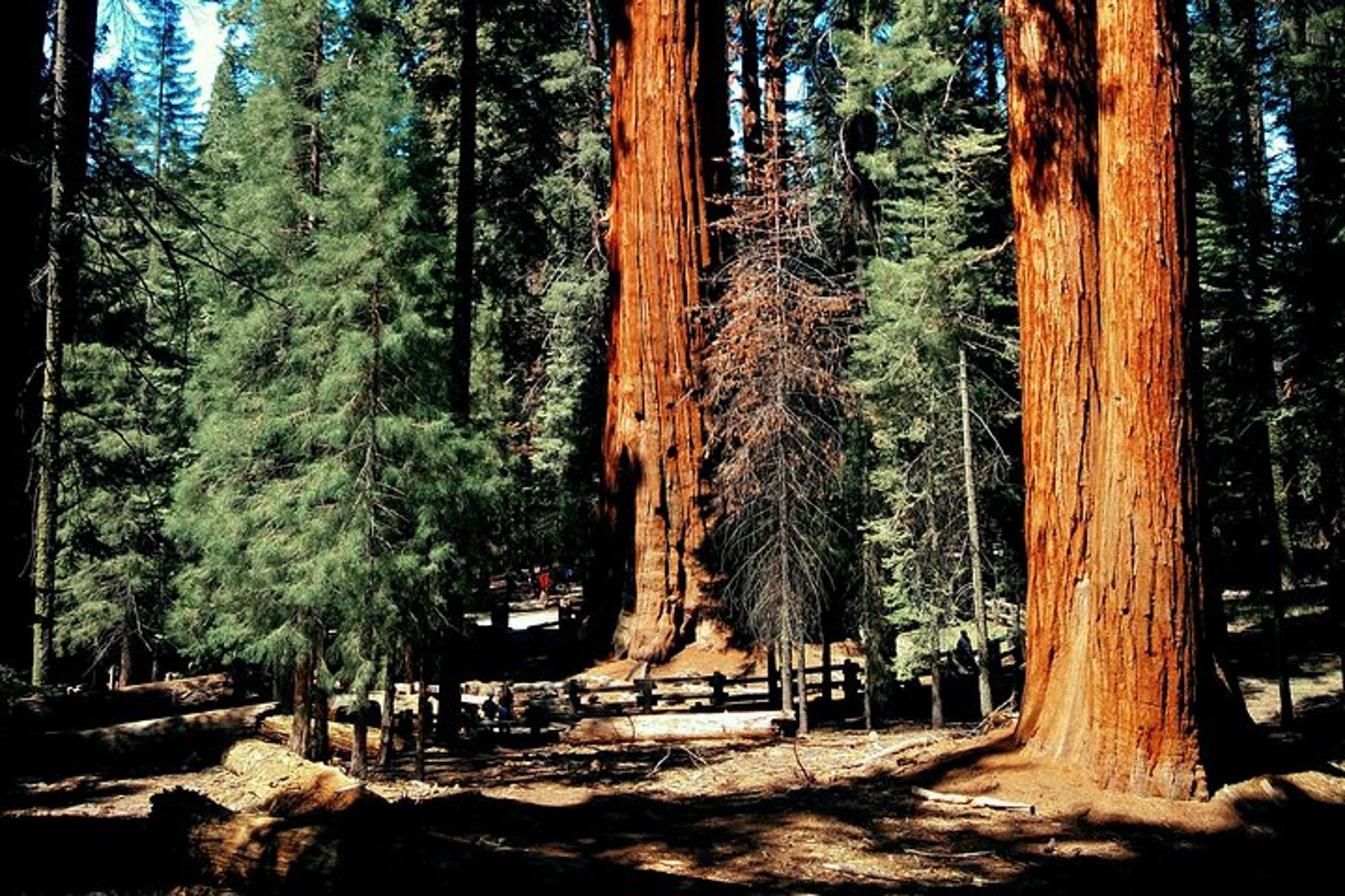 Sequoia Private Tour & Hike - Image 4