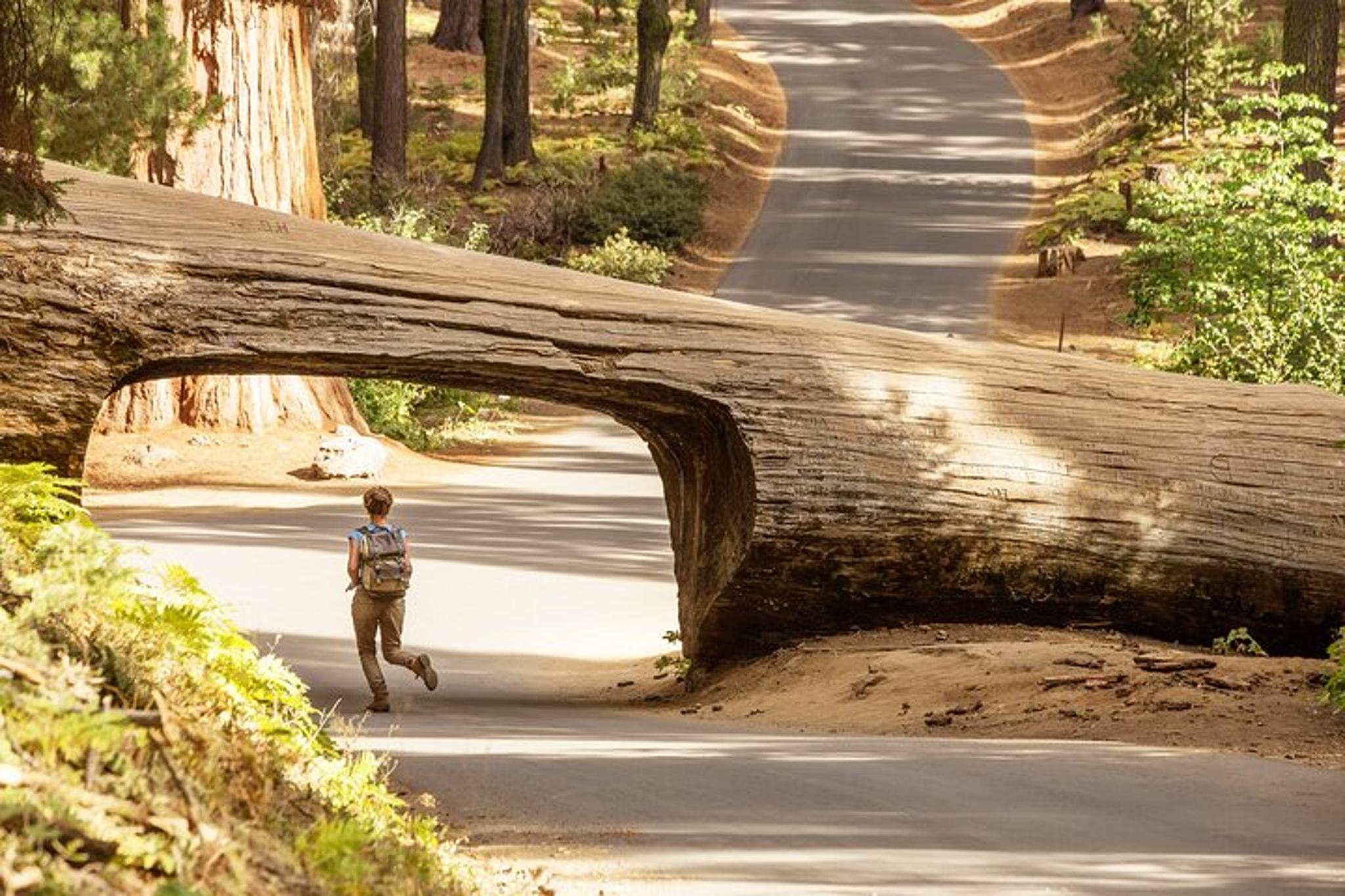 Sequoia National Park Tour from Wuksachi Lodge - Image 4